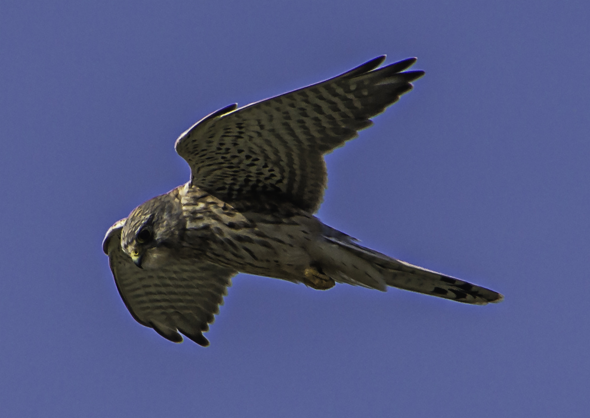 Tamron 16-300mm F3.5-6.3 Di II VC PZD Macro sample photo. Rapace photography