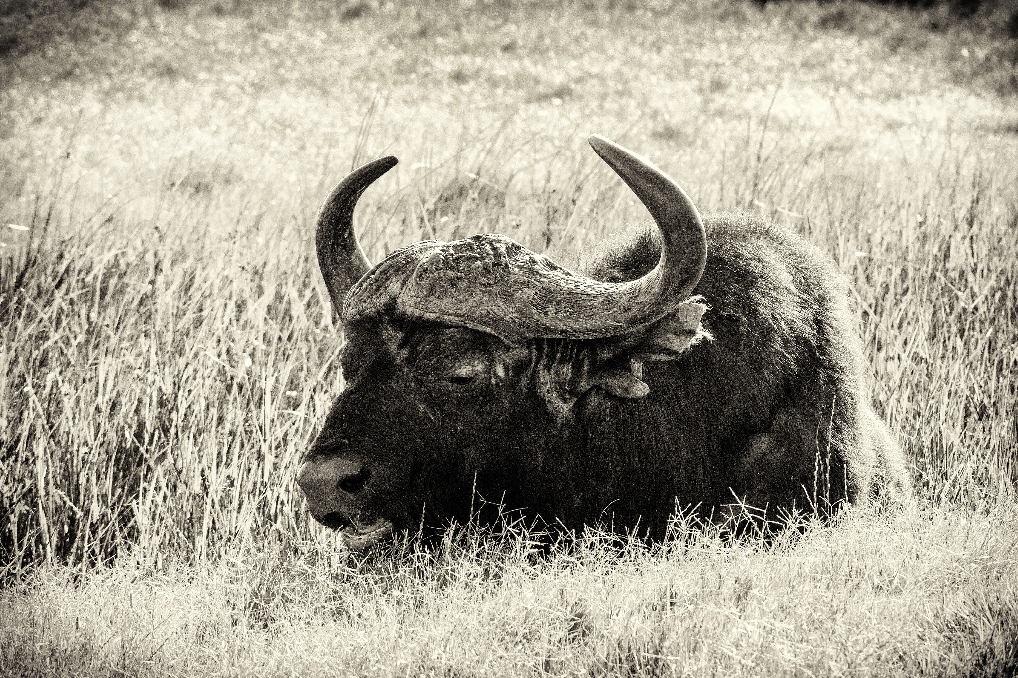 Canon EOS M3 sample photo. Cape buffalo relaxing in the sun photography