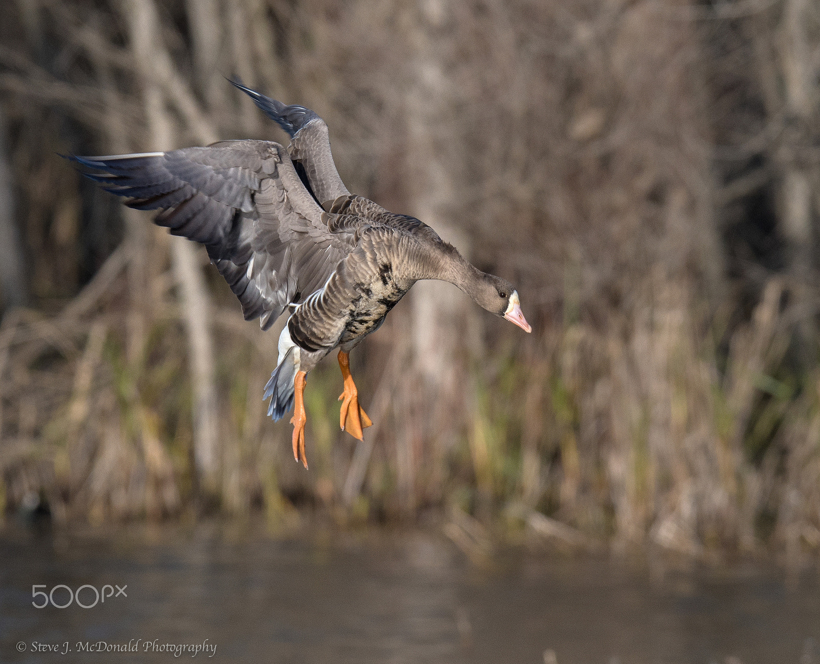 Nikon AF-S Nikkor 600mm F4E FL ED VR sample photo. Greater white fronted goose photography