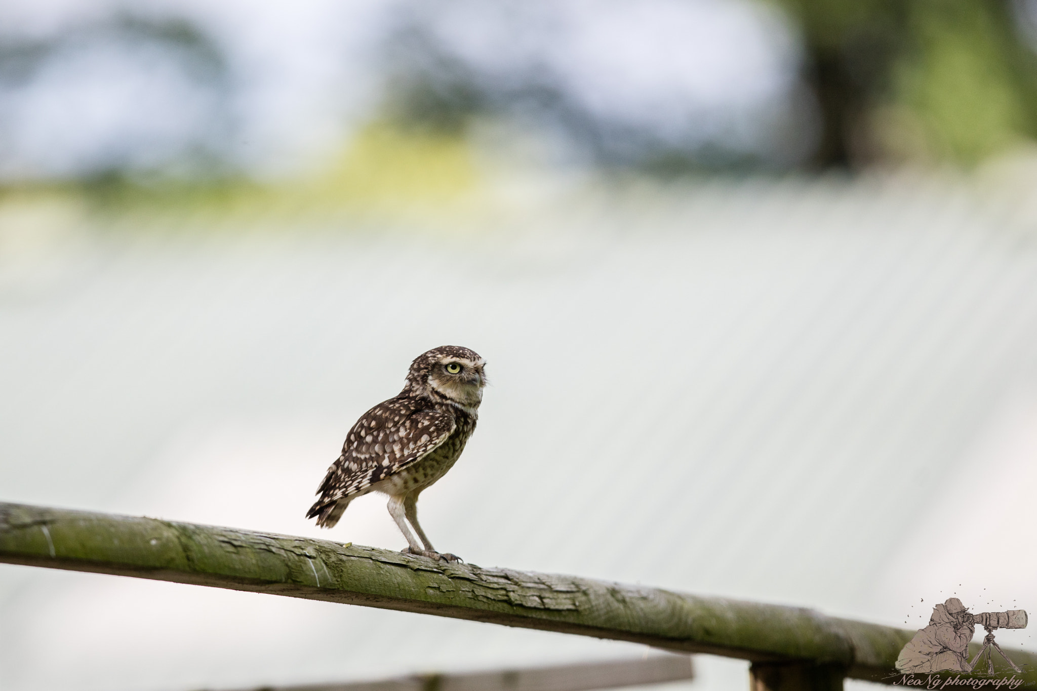 Canon EF 300mm F2.8L IS II USM sample photo. Dsl photography