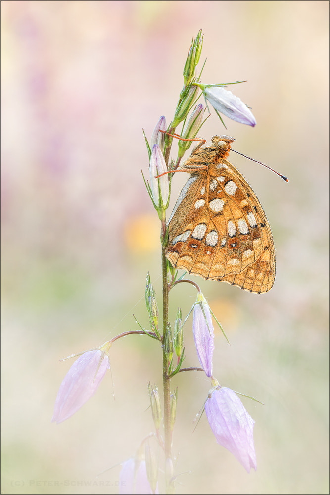 Sigma 150mm f/2.8 EX DG OS HSM APO Macro sample photo. Argynnis adippe photography