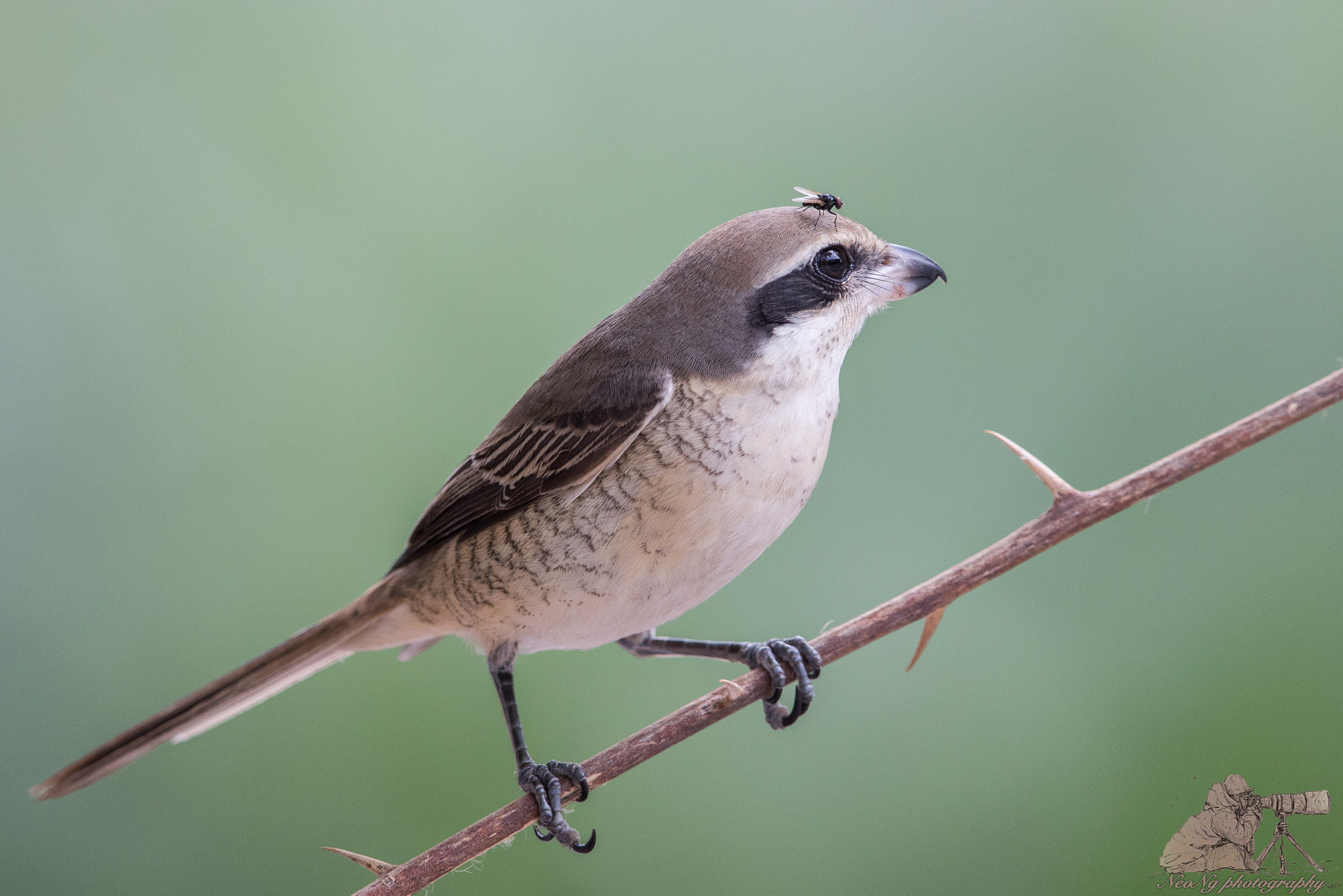 Canon EF 600mm F4L IS II USM sample photo. A photography