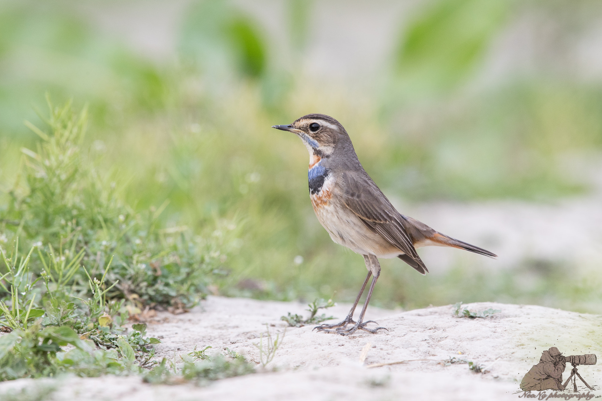 Canon EF 600mm F4L IS II USM sample photo. Neo photography