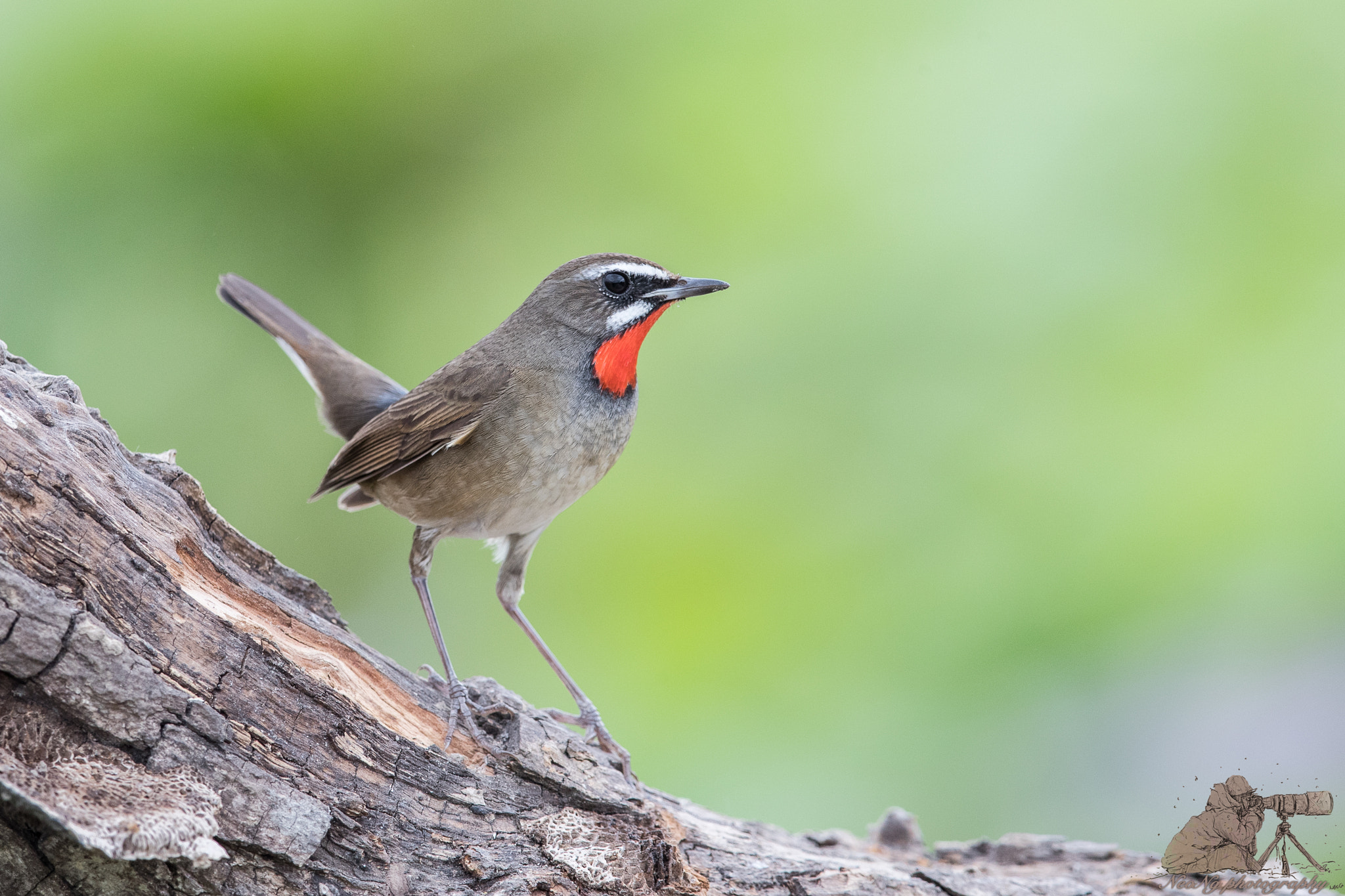 Canon EF 600mm F4L IS II USM sample photo. Neo photography