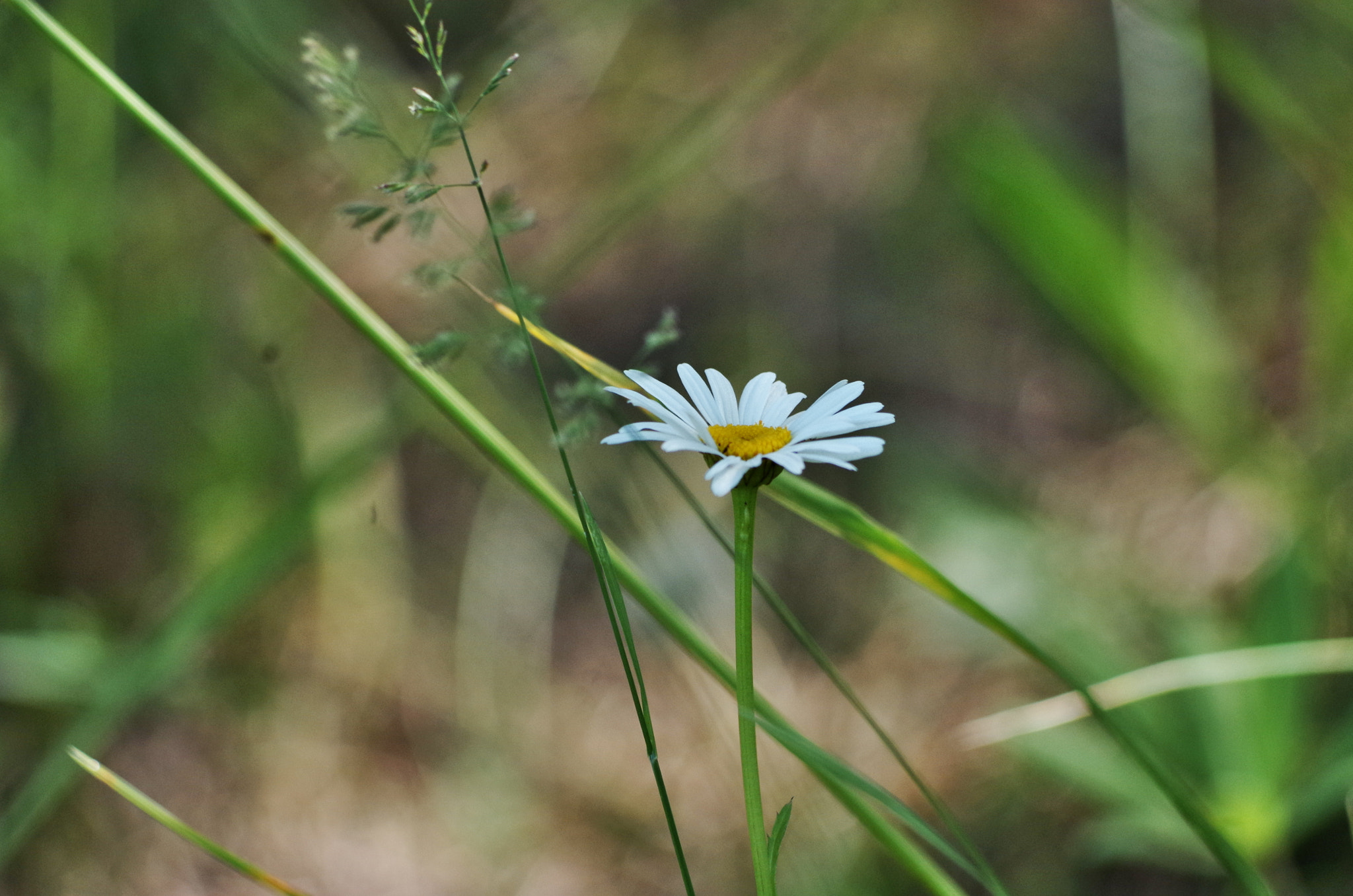 HD Pentax DA 55-300mm F4.0-5.8 ED WR sample photo. Wildflowers photography