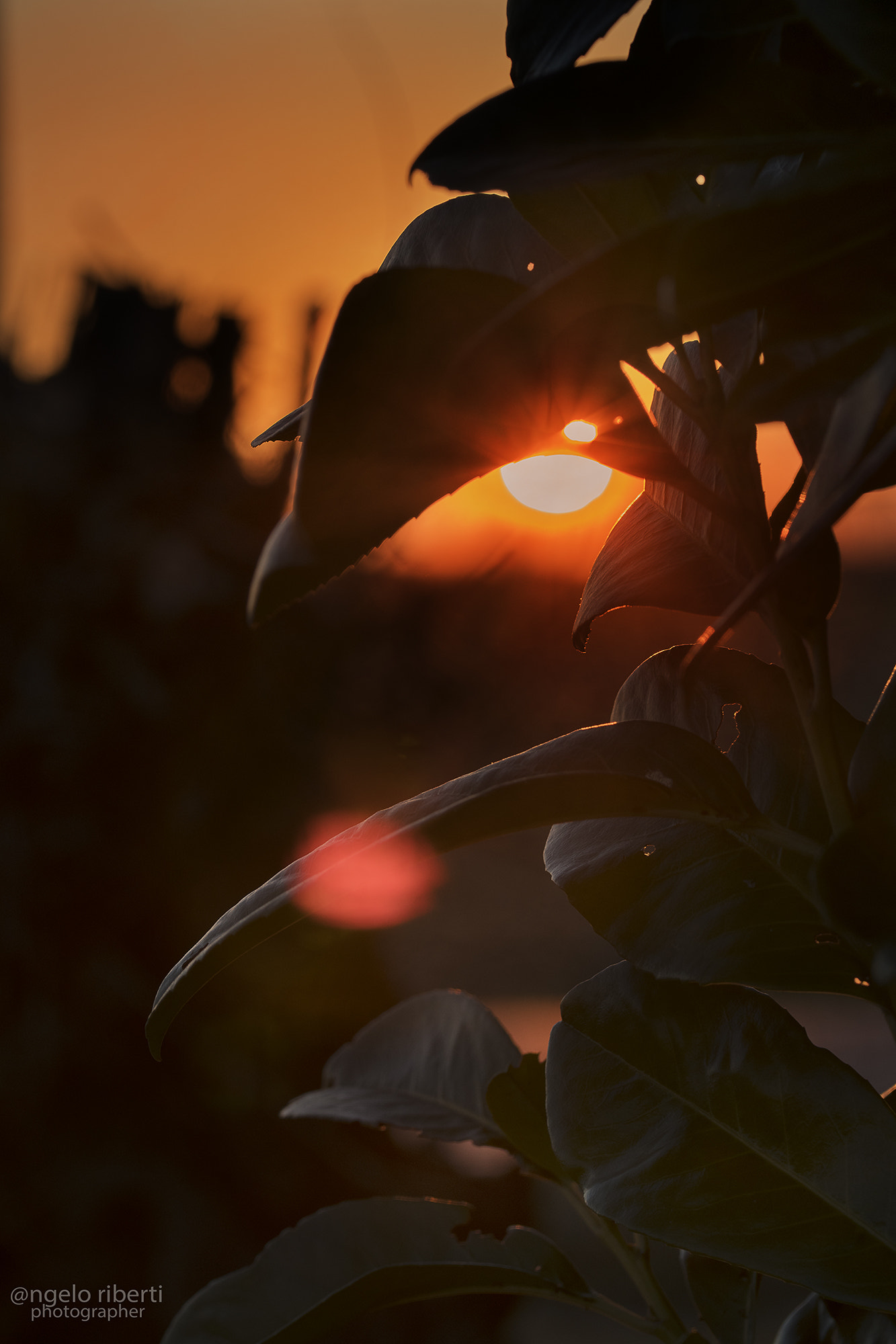 Sigma 105mm F2.8 EX DG OS HSM sample photo. Golden sunset photography
