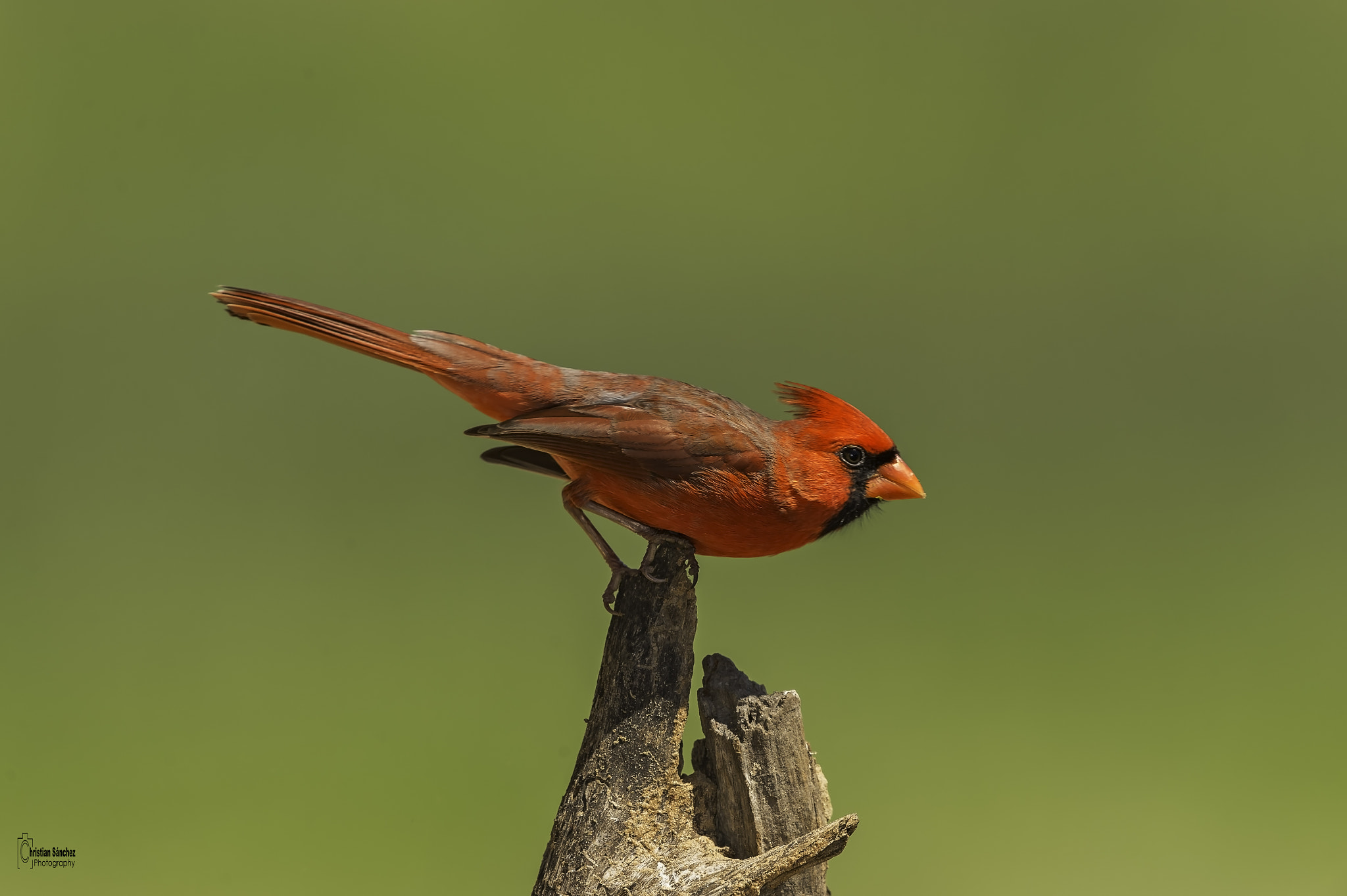 Nikon D4 sample photo. Northern cardinal  cardenal rojo  (cardinalis card photography