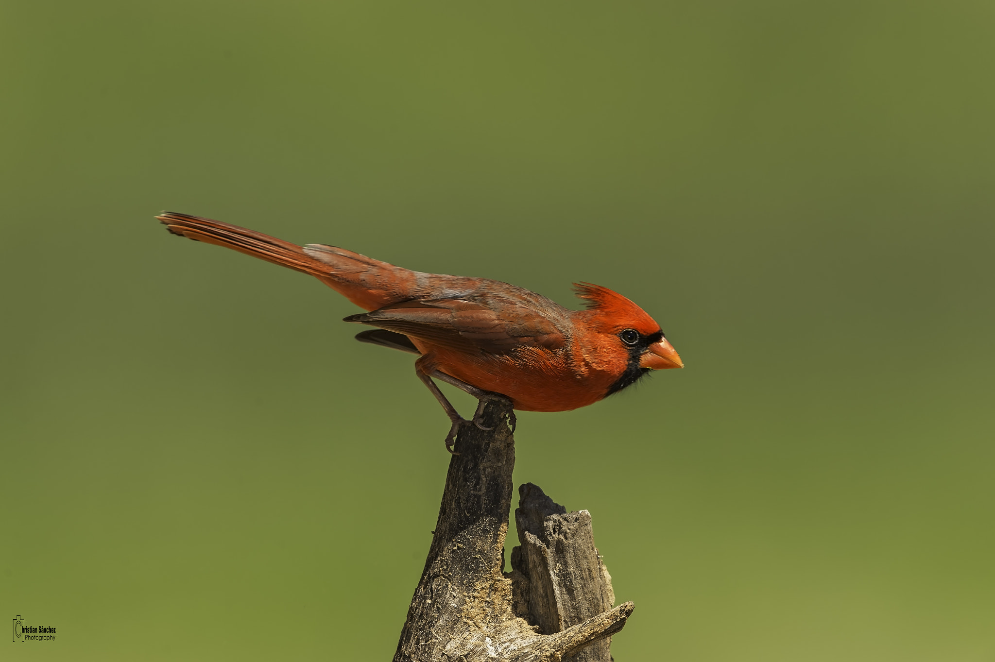 Nikon D4 + Nikon AF-S Nikkor 600mm F4G ED VR sample photo. Northern cardinal  cardenal rojo  (cardinalis card photography