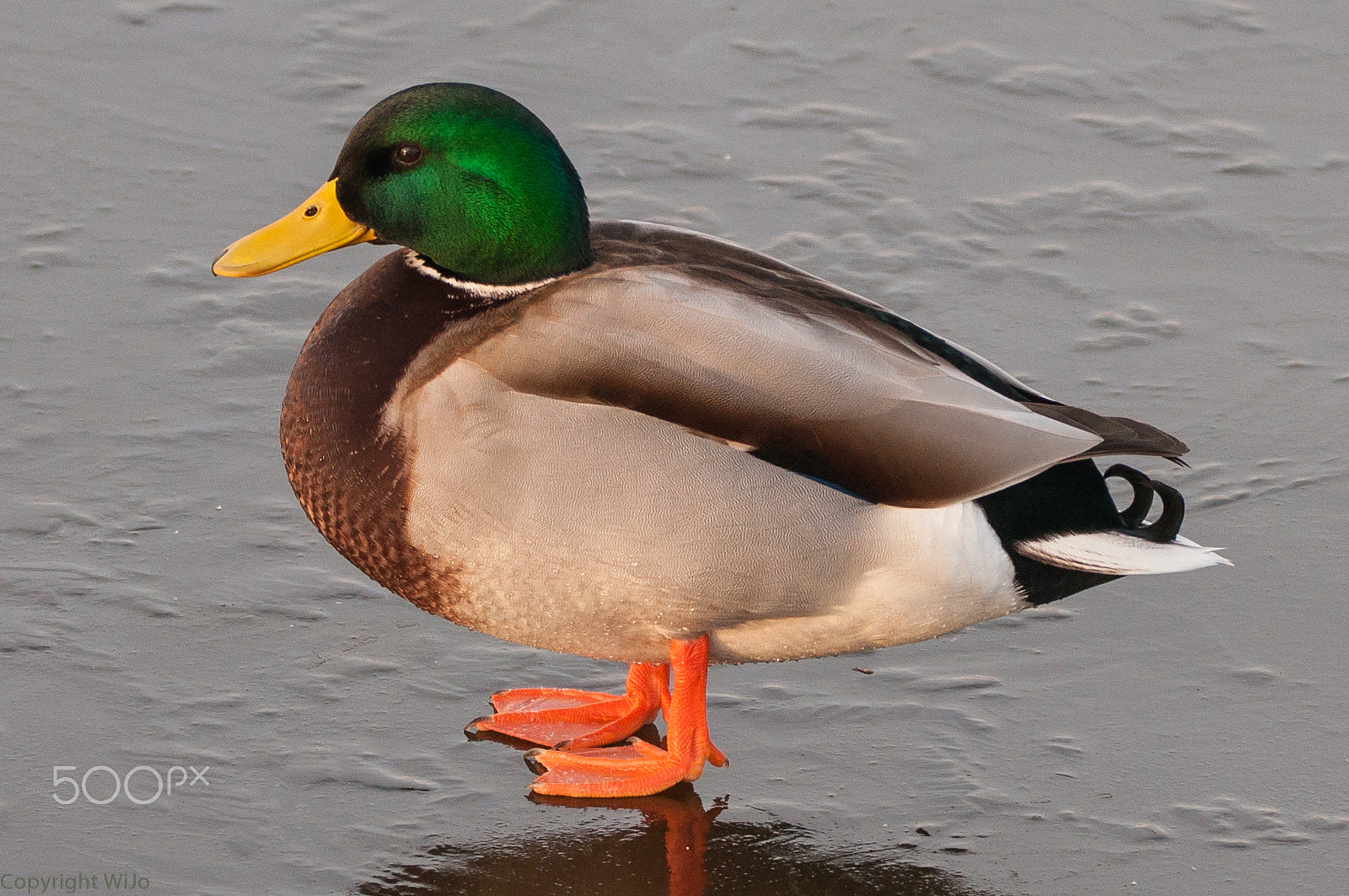 Sigma 150-600mm F5-6.3 DG OS HSM | C sample photo. Mallard / wilde eend photography