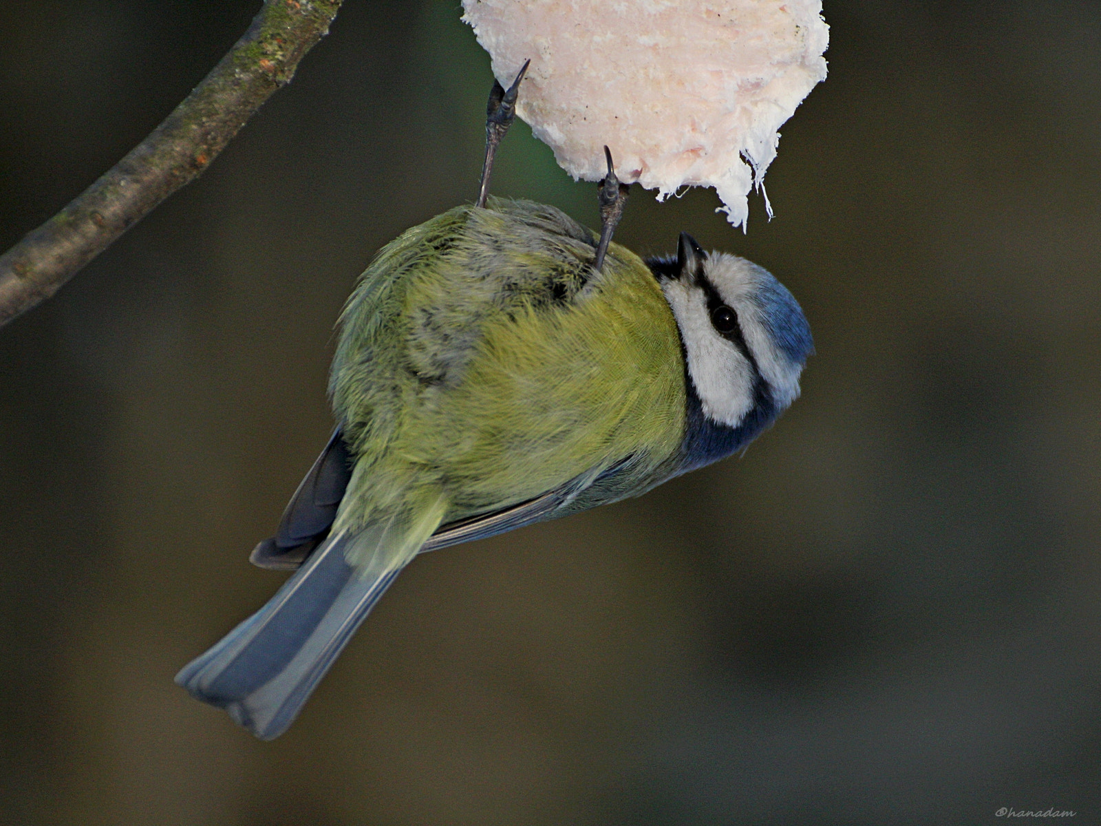 Canon EOS 60D + Tamron SP 35mm F1.8 Di VC USD sample photo. Blue tit (parus caeruleus) photography