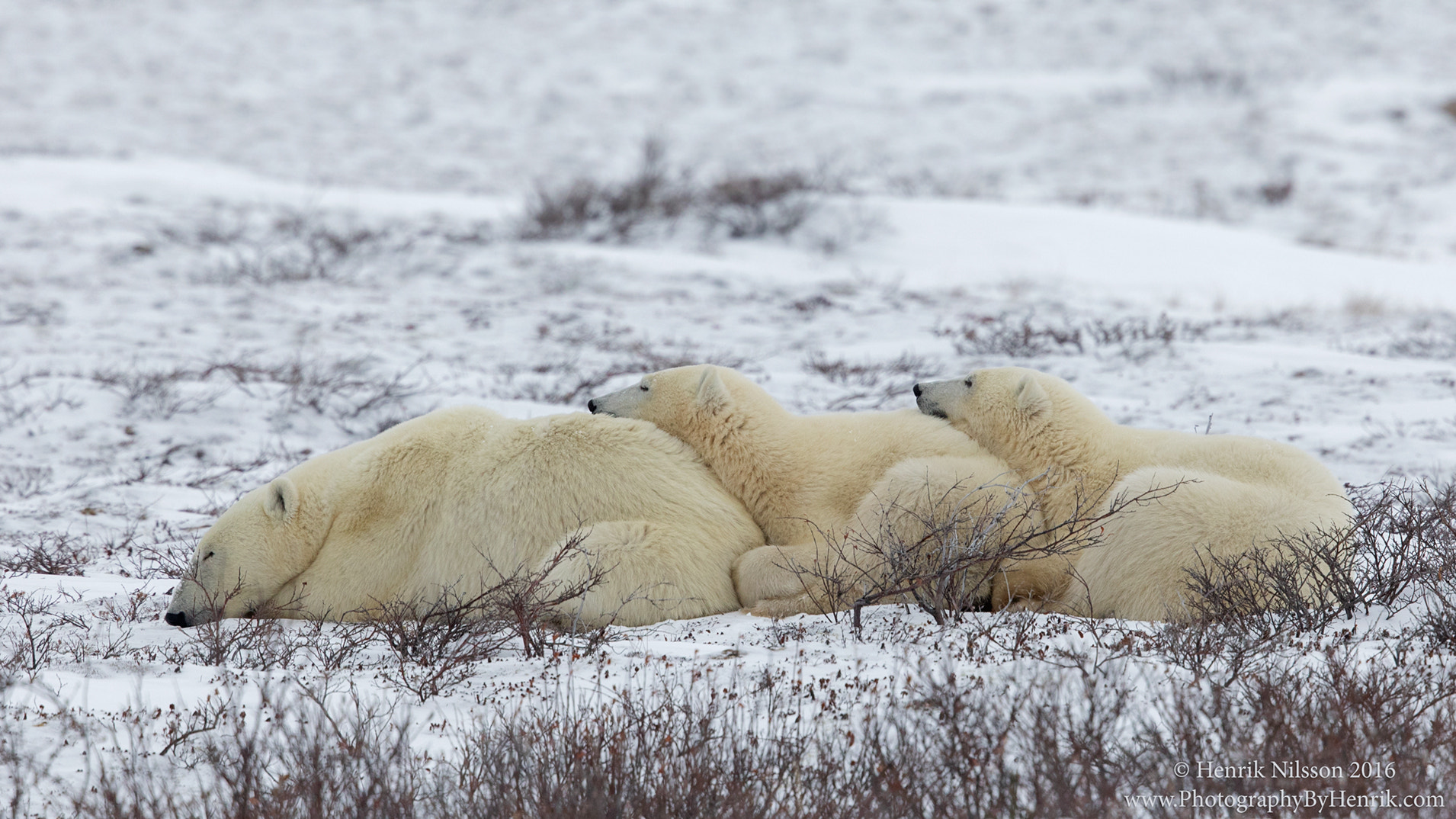Canon EF 500mm F4L IS II USM sample photo. The cuddle train photography