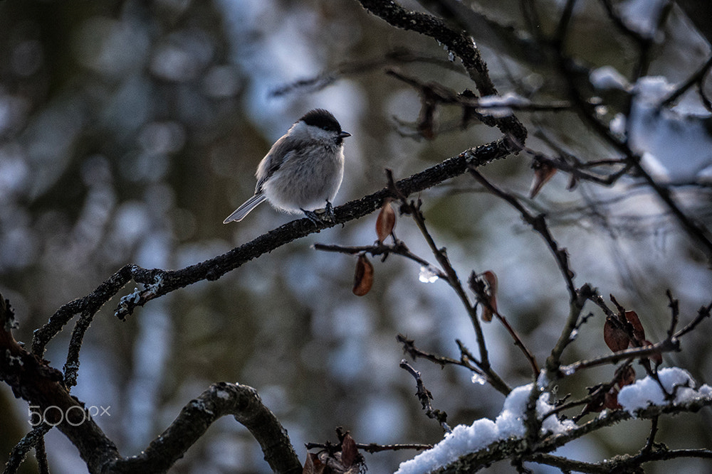 Olympus OM-D E-M5 II sample photo. Fluffed photography