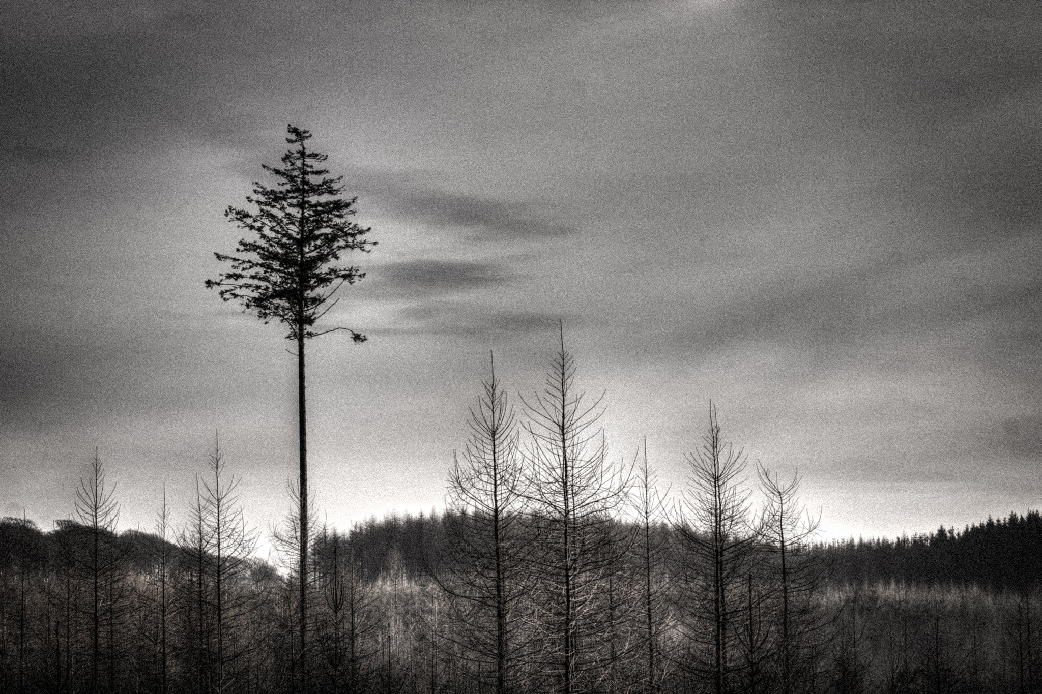 Canon EOS 500D (EOS Rebel T1i / EOS Kiss X3) sample photo. W1/52-2017 - lonely treetop photography