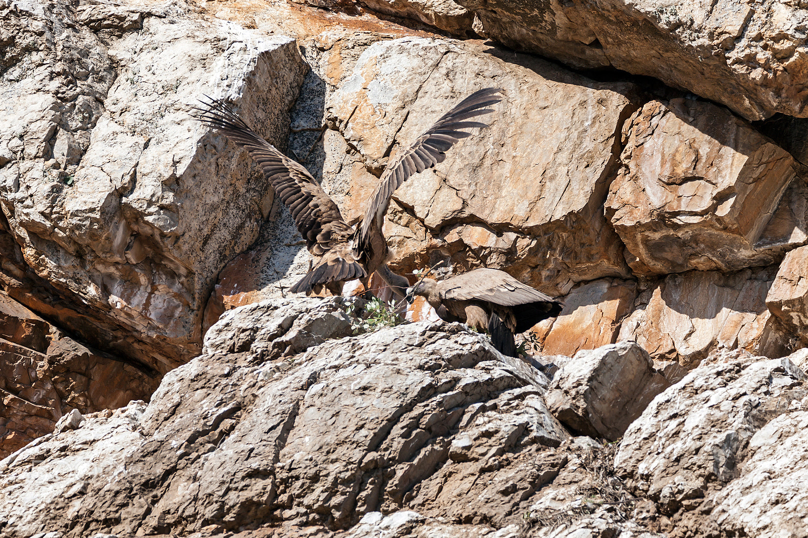 Tamron SP 150-600mm F5-6.3 Di VC USD sample photo. Griffon vultures photography