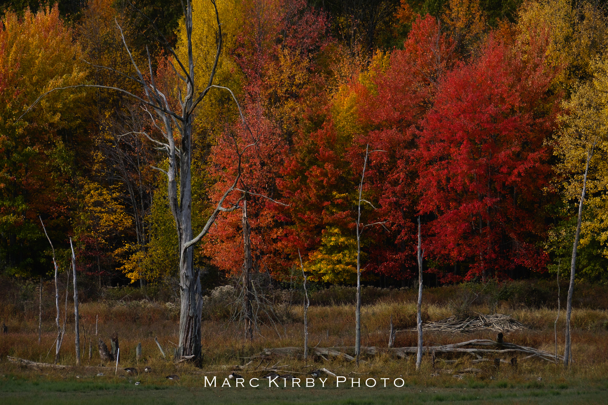 Fujifilm XF 100-400mm F4.5-5.6 R LM OIS WR sample photo. Fall in ohio photography