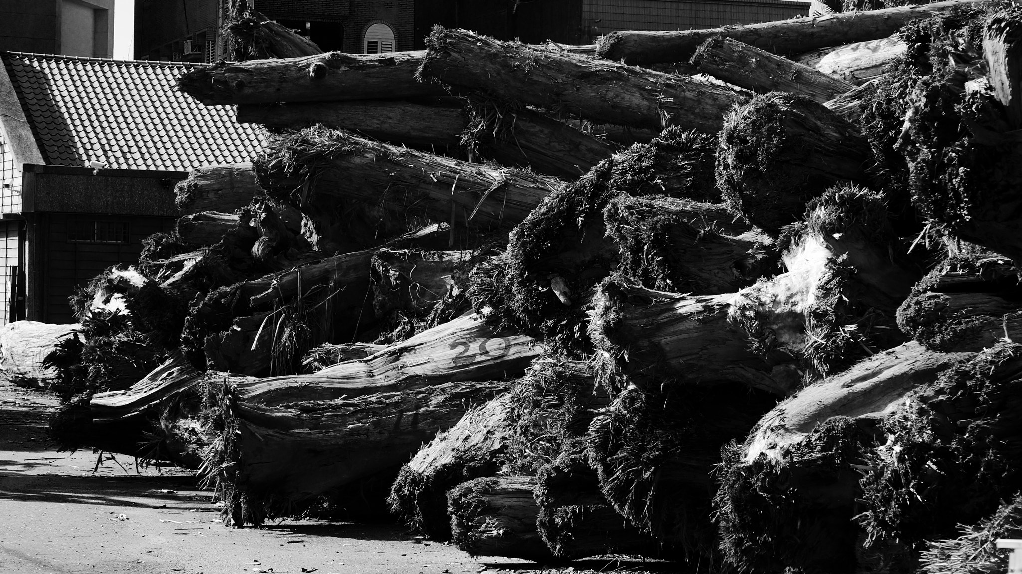 Sony E 55-210mm F4.5-6.3 OSS sample photo. Murdered old trees photography