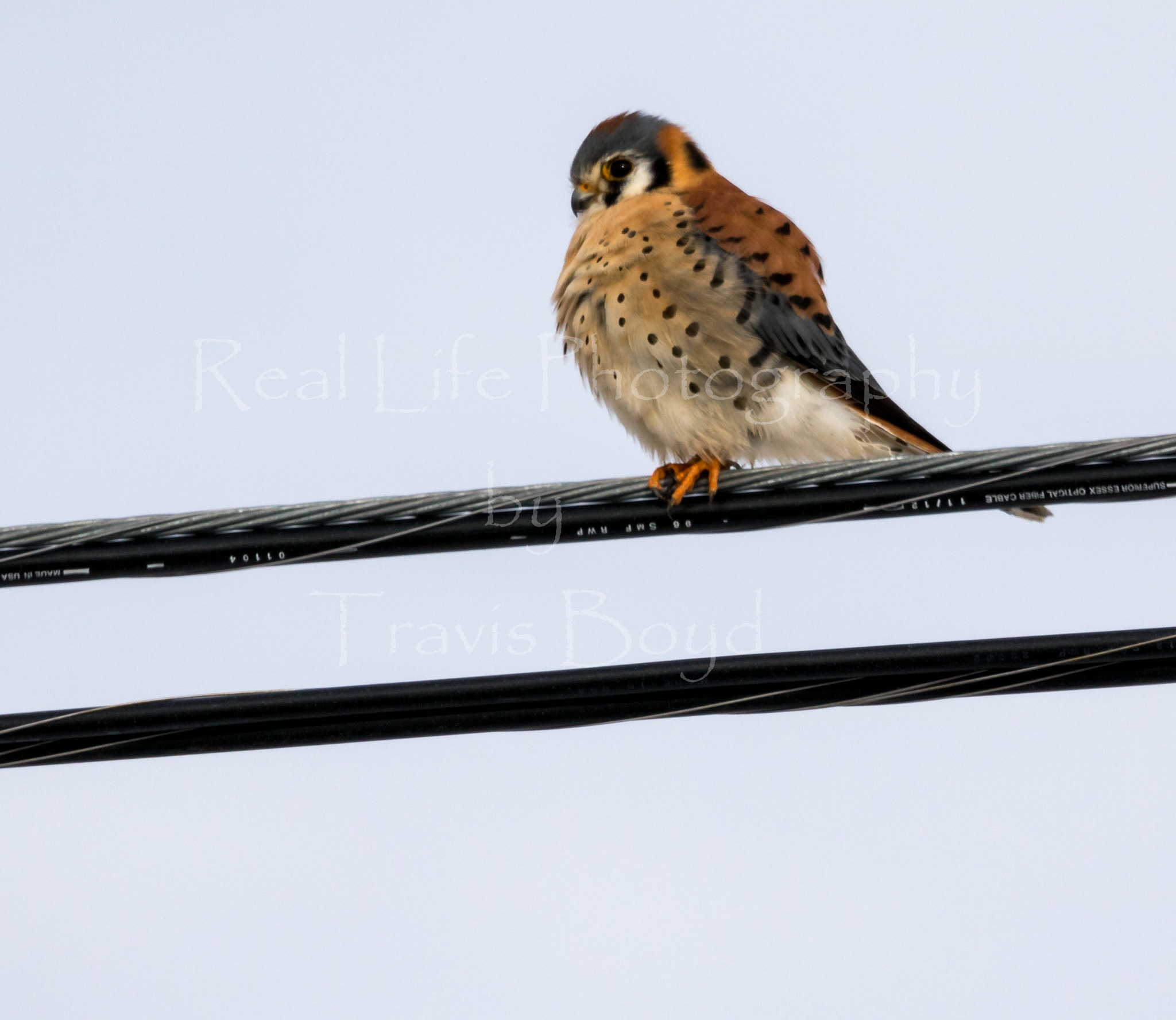 Canon EOS 750D (EOS Rebel T6i / EOS Kiss X8i) sample photo. Kestrel on a wire photography