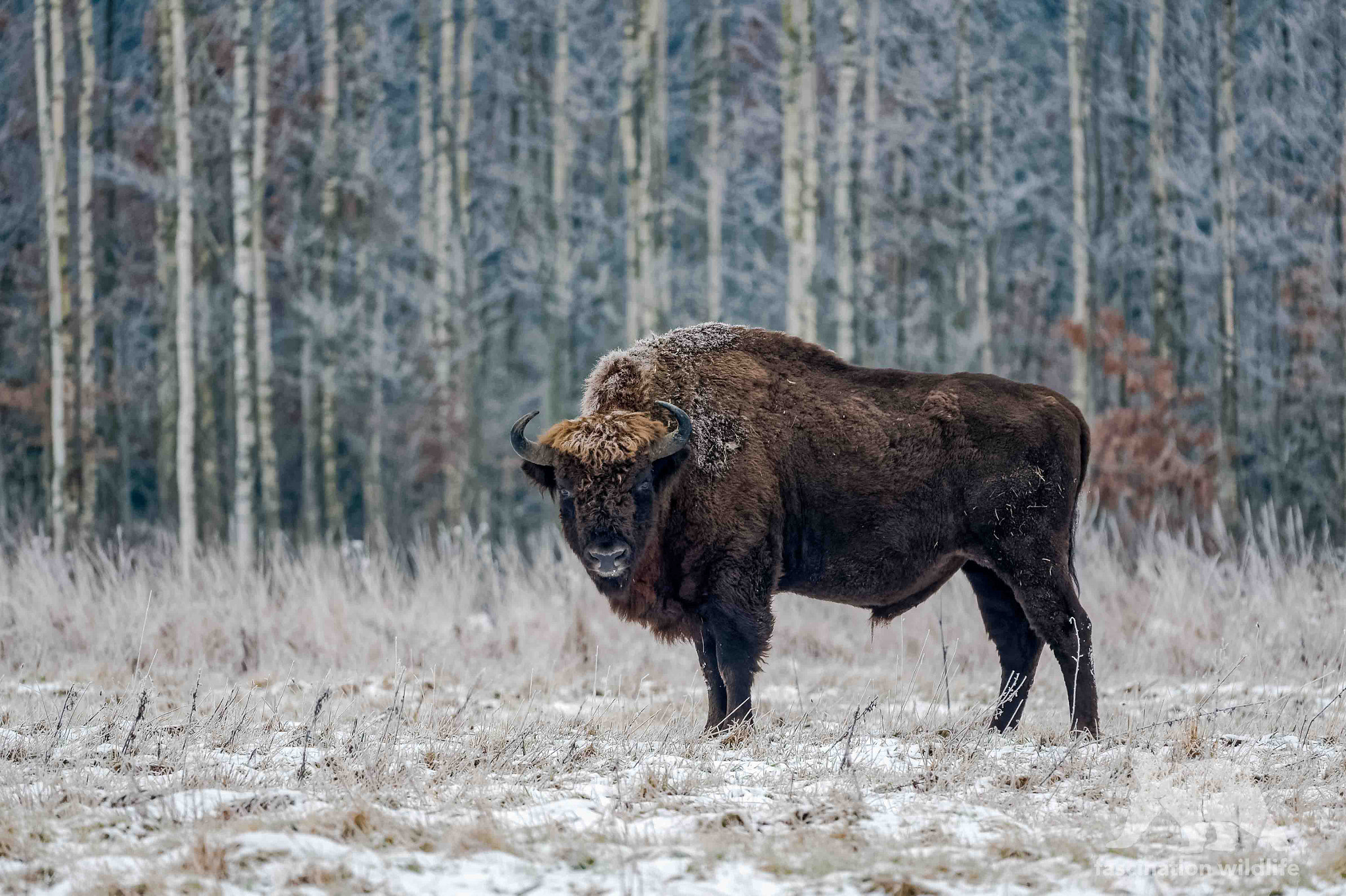 Nikon D4S sample photo. European bison photography