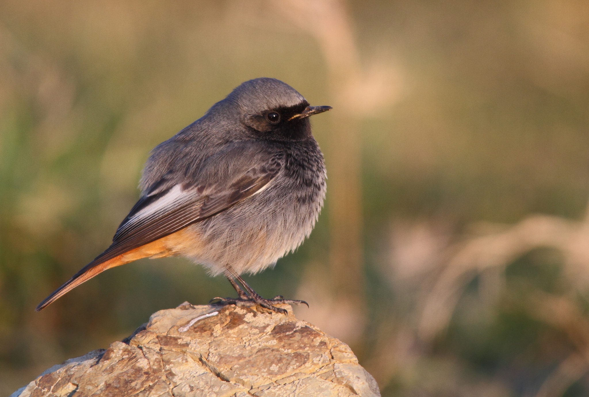 Sigma 150-500mm F5-6.3 DG OS HSM sample photo. Codirosso spazzacamino, black redstart  photography