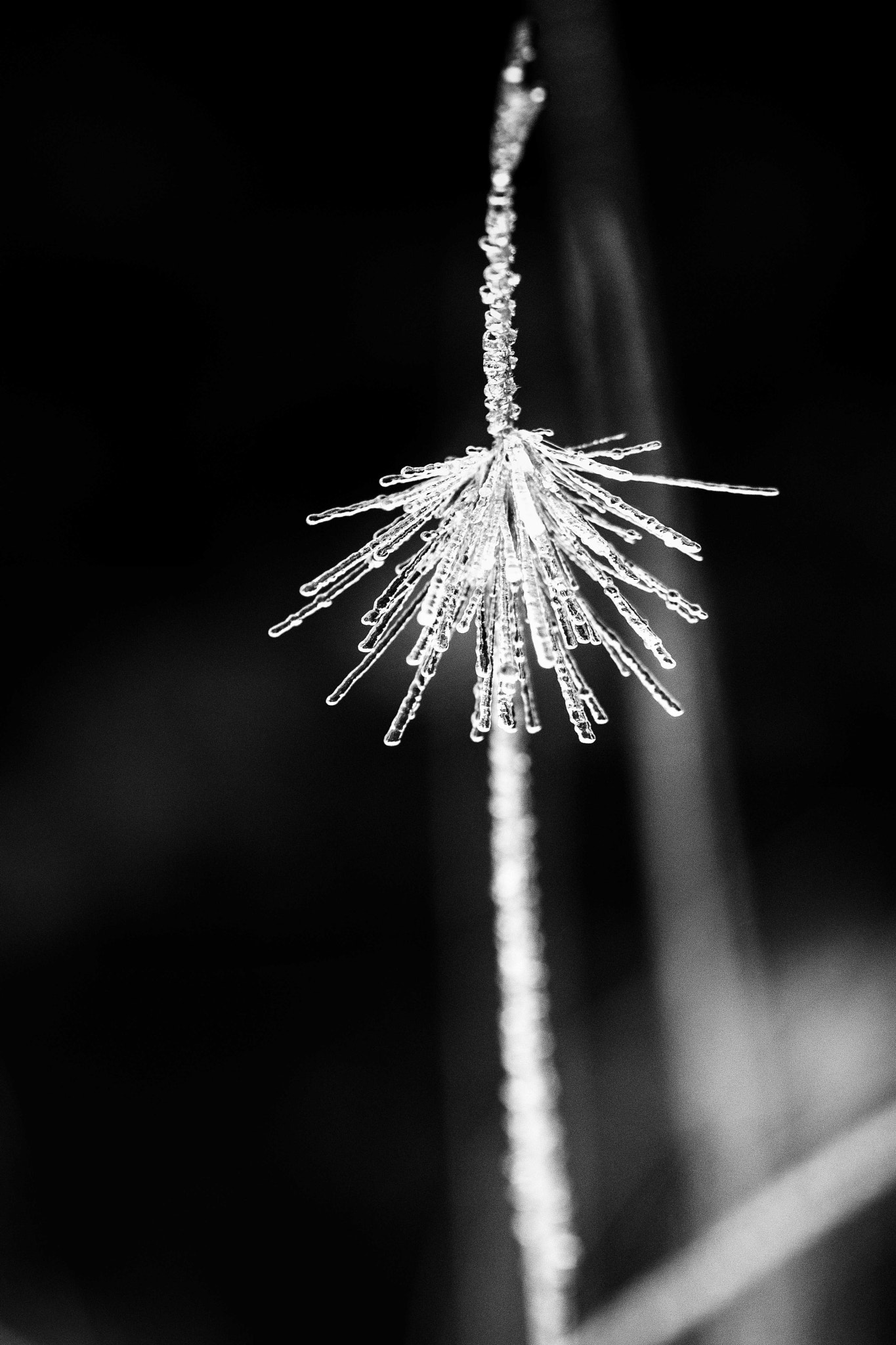 Nikon D7100 sample photo. Frozen photography