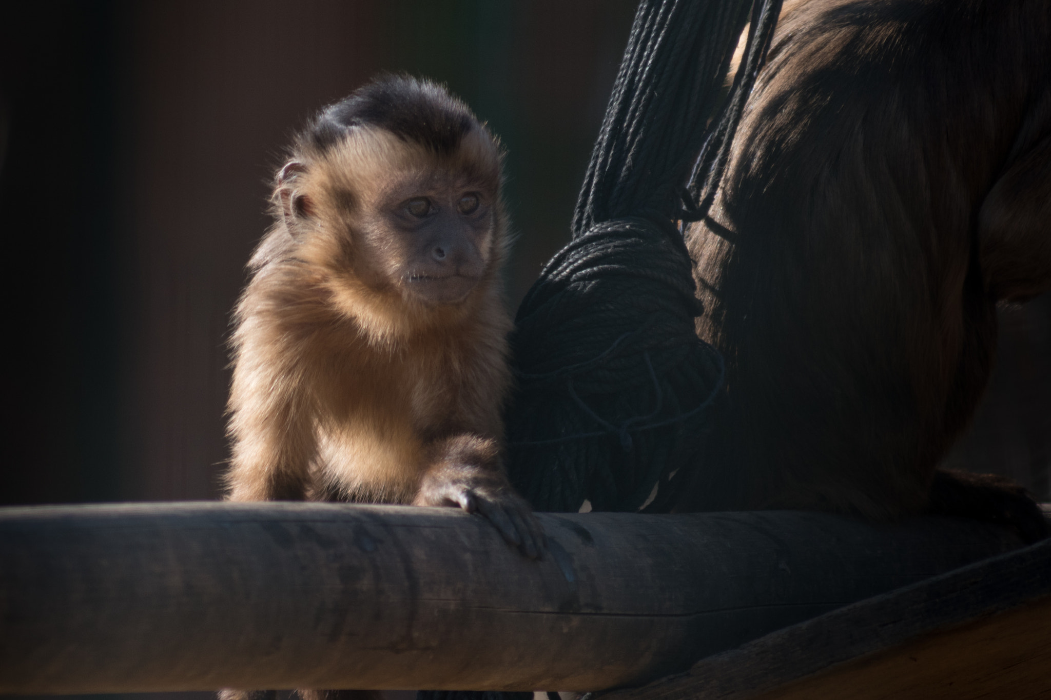 Sigma 70-300mm F4-5.6 APO DG Macro sample photo. Baby monkey photography