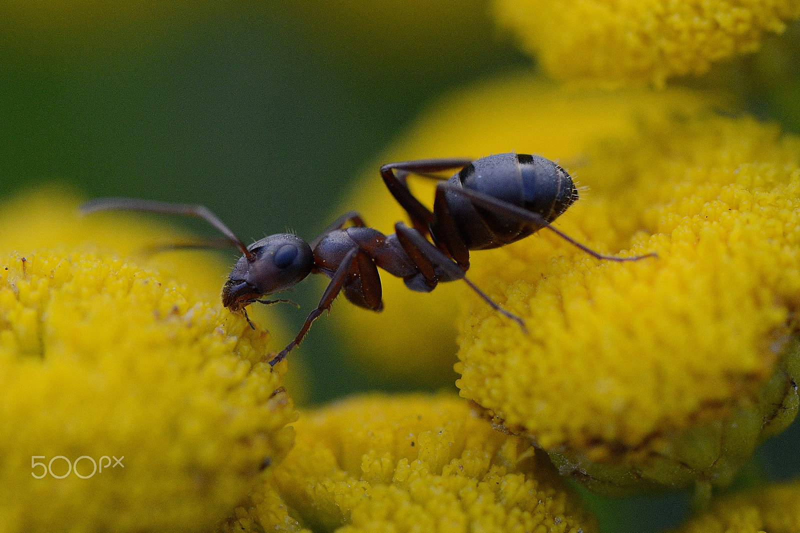 Nikon D800 sample photo. Ant photography