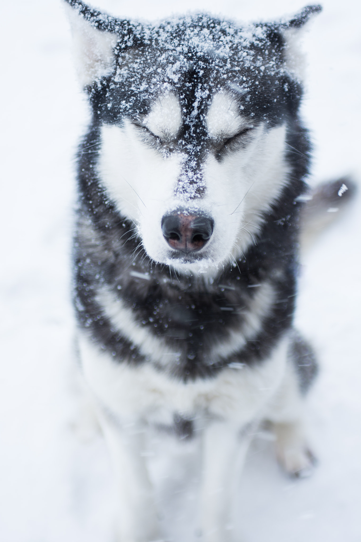 Nikon D7200 + Sigma 24-70mm F2.8 EX DG Macro sample photo. Husky photography