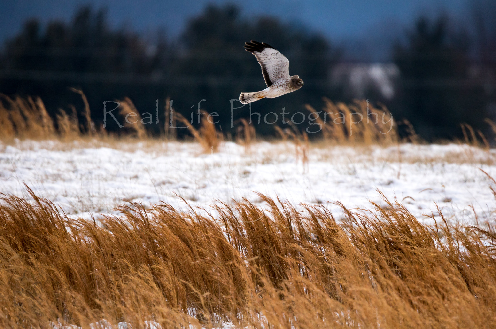 150-600mm F5-6.3 DG OS HSM | Sports 014 sample photo. The grey ghost photography