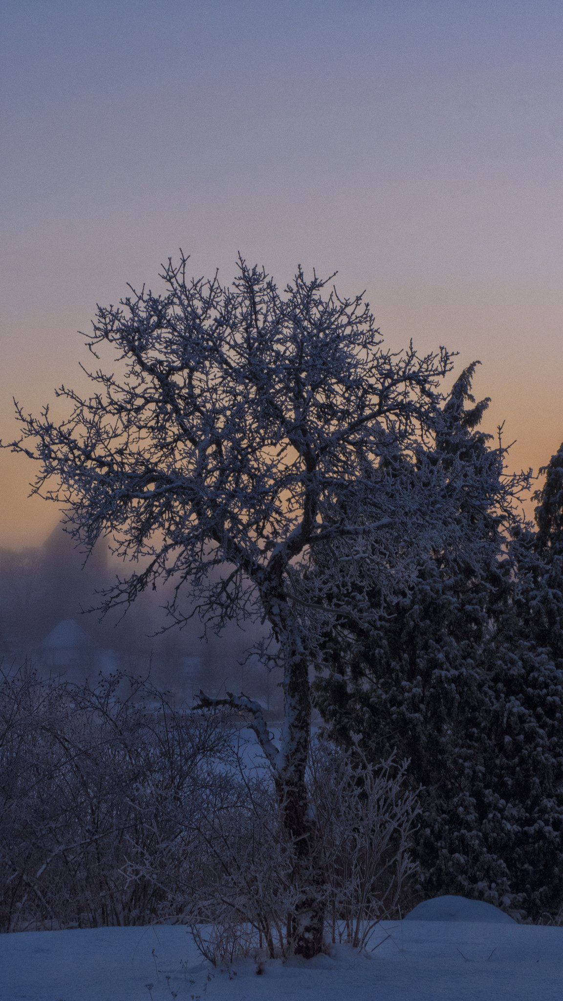 Olympus OM-D E-M5 II + Olympus M.Zuiko Digital ED 40-150mm F2.8 Pro sample photo. Jan 7th 1 photography
