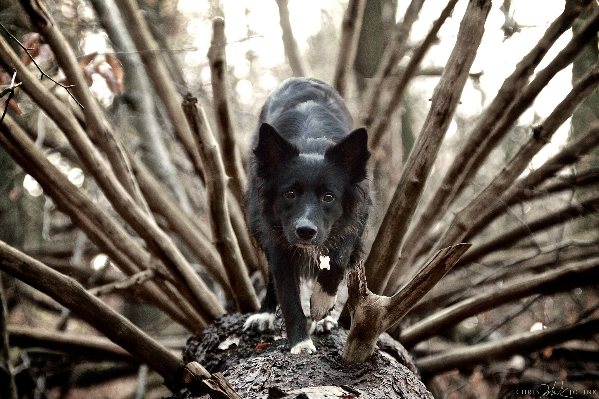 Canon EF 70-200mm F2.8L USM sample photo. A dog's iron throne photography
