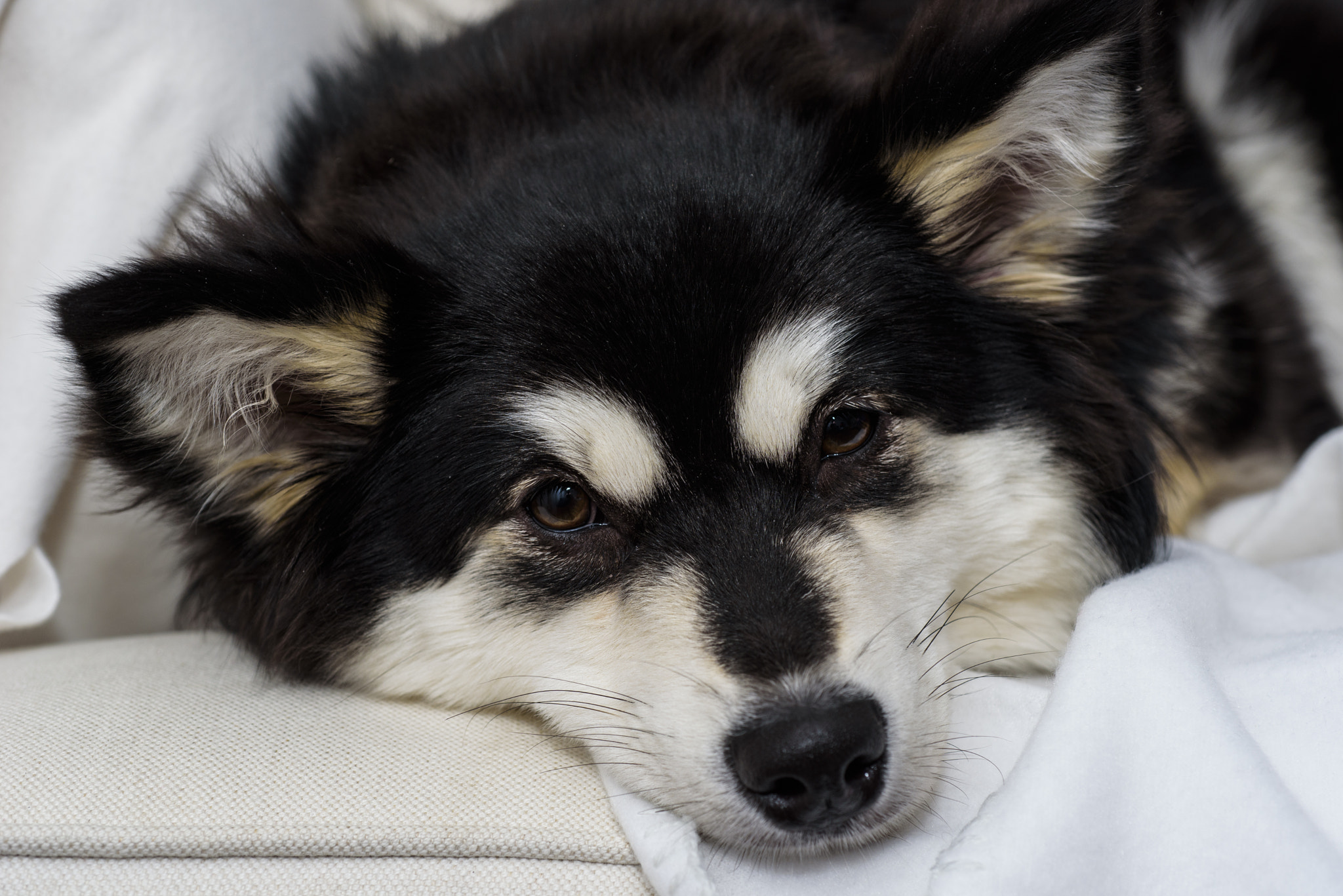 Nikon AF Micro-Nikkor 60mm F2.8D sample photo. Hynda i photography