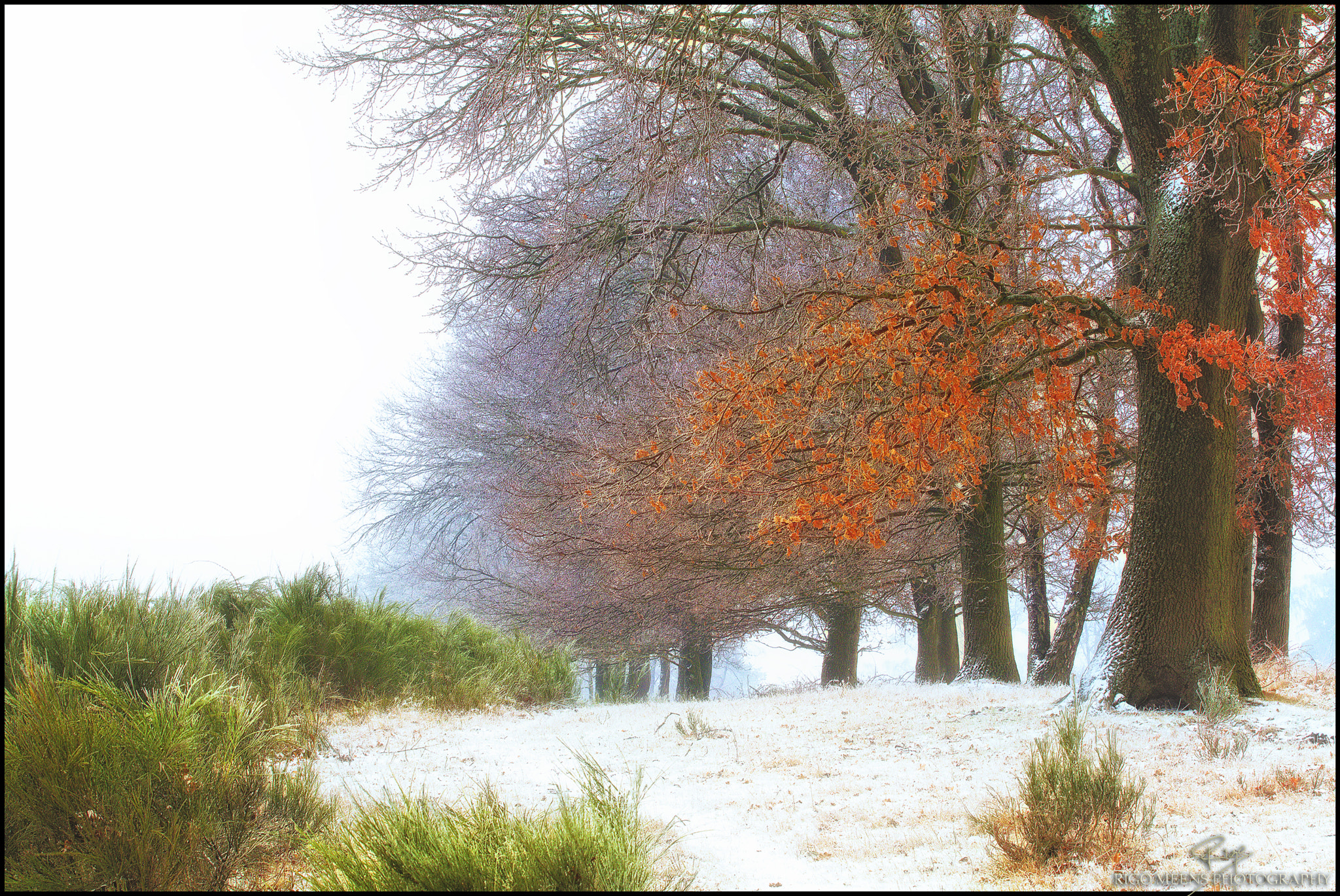 Canon EOS 80D + Canon EF 70-200mm F4L USM sample photo. From autumn to winter photography