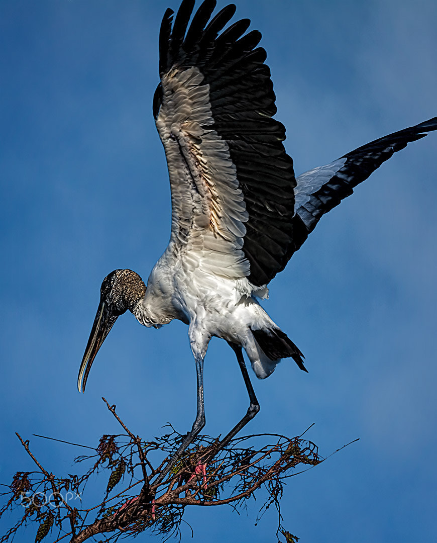 150-600mm F5-6.3 DG OS HSM | Contemporary 015 sample photo. Nailed the landing photography