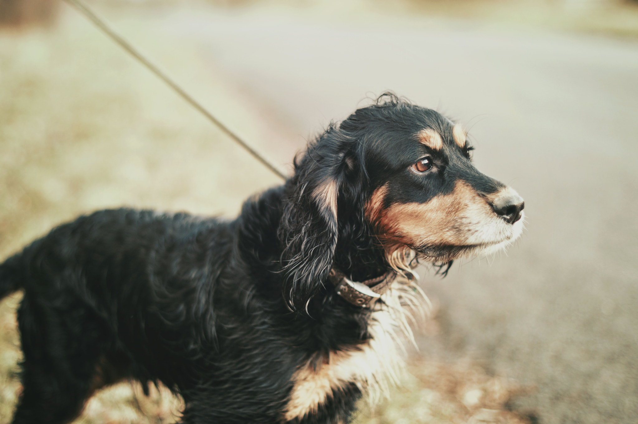 Nikon D3200 + Nikon AF-S Nikkor 50mm F1.4G sample photo. Walkies photography