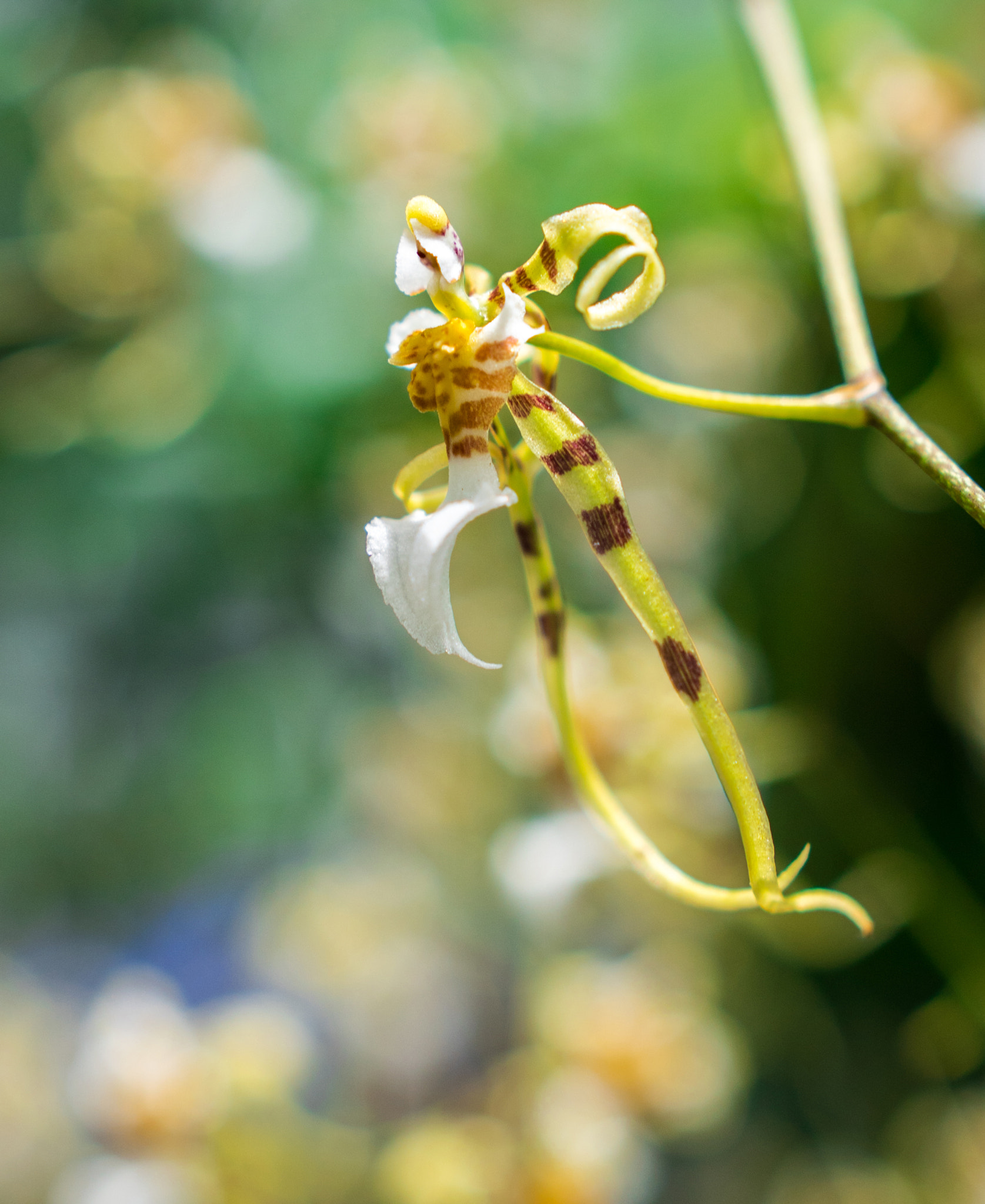 Sony a6300 + 18-35mm F1.8 DC HSM | Art 013 sample photo. Orchid photography