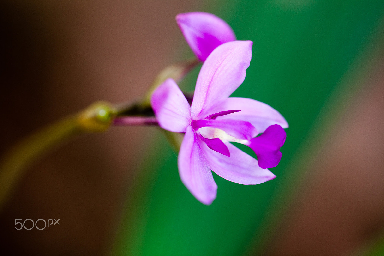 Canon EF 100mm F2.8L Macro IS USM sample photo. Orchid photography