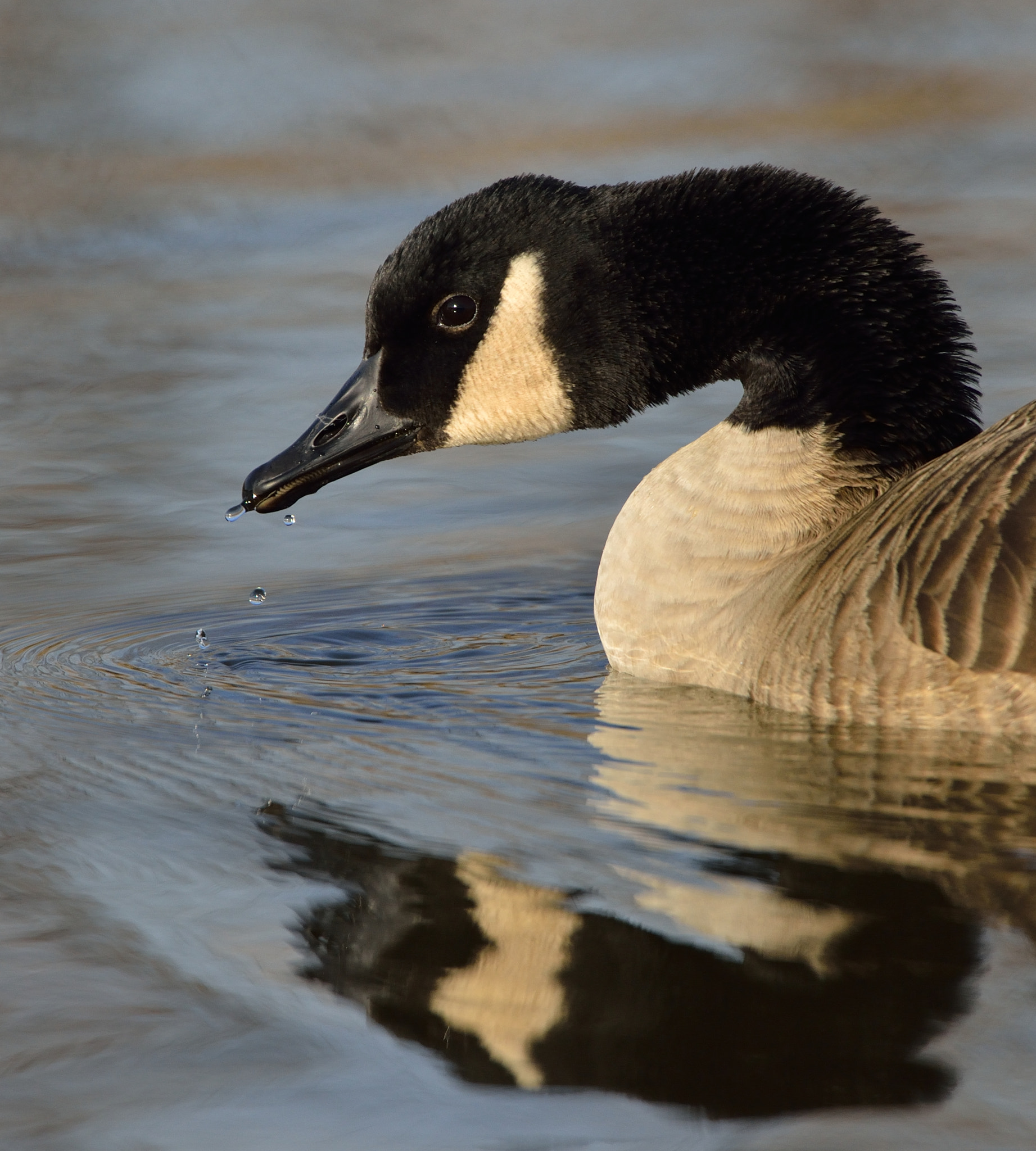 Nikon AF-S Nikkor 500mm F4G ED VR sample photo. Canadese gans photography