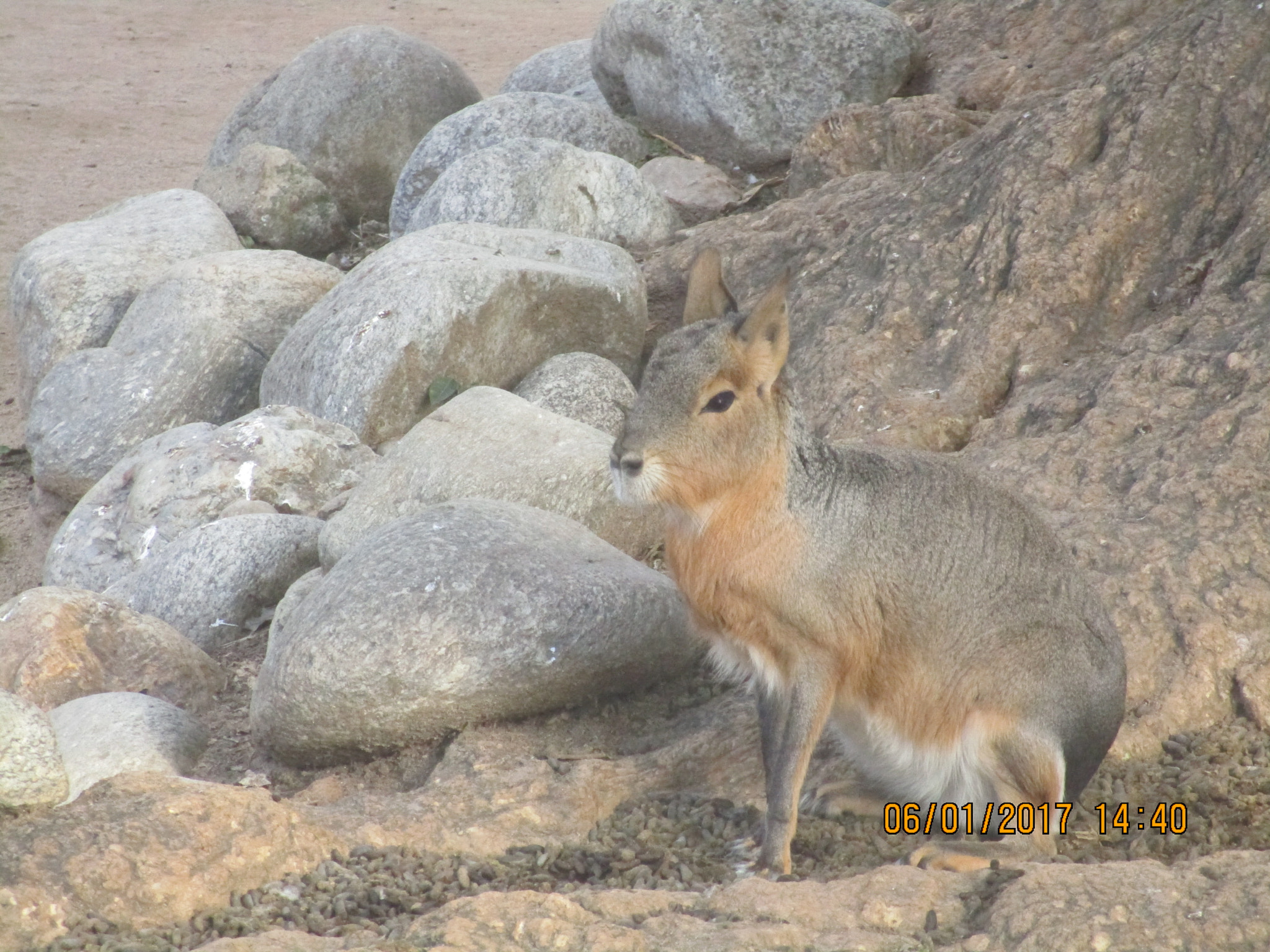 Canon PowerShot ELPH 150 IS (IXUS 155 / IXY 140) sample photo. Baby hare photography