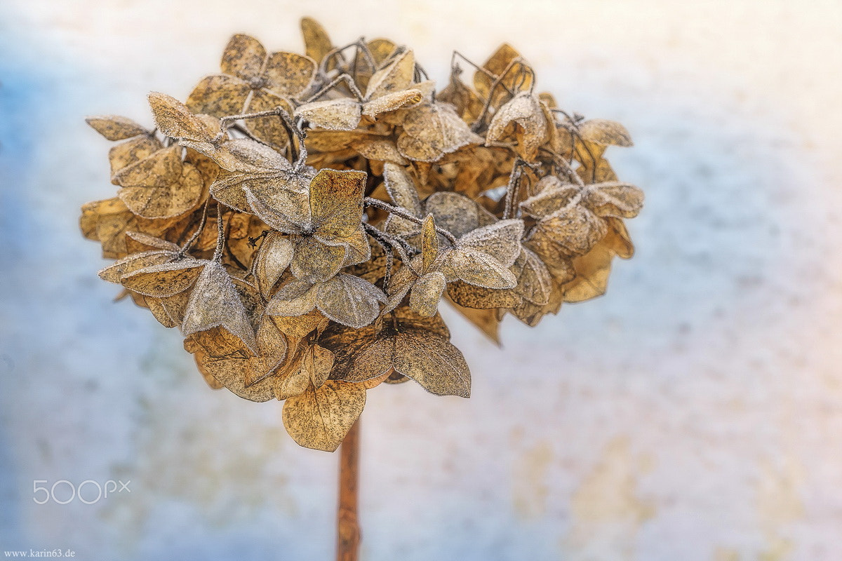 Sony a7 + Sony FE 90mm F2.8 Macro G OSS sample photo. Frostige hortensie photography