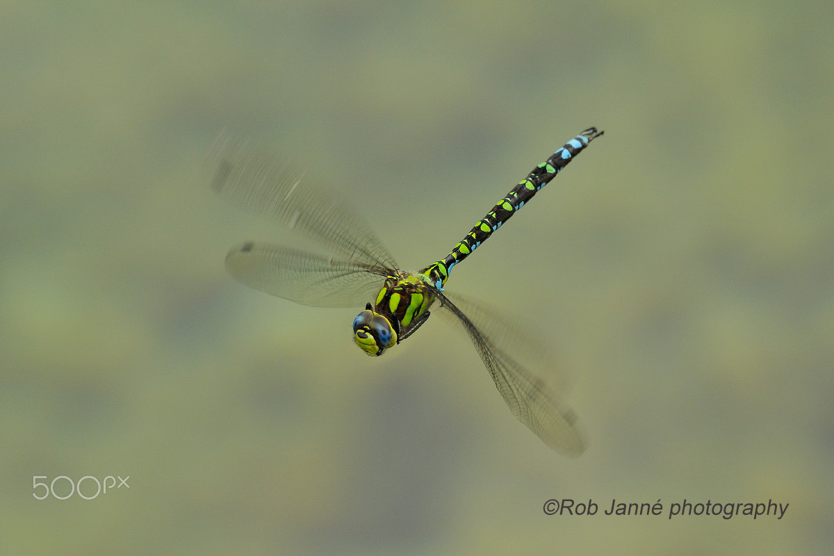 Nikon D300 sample photo. Southern hawker photography