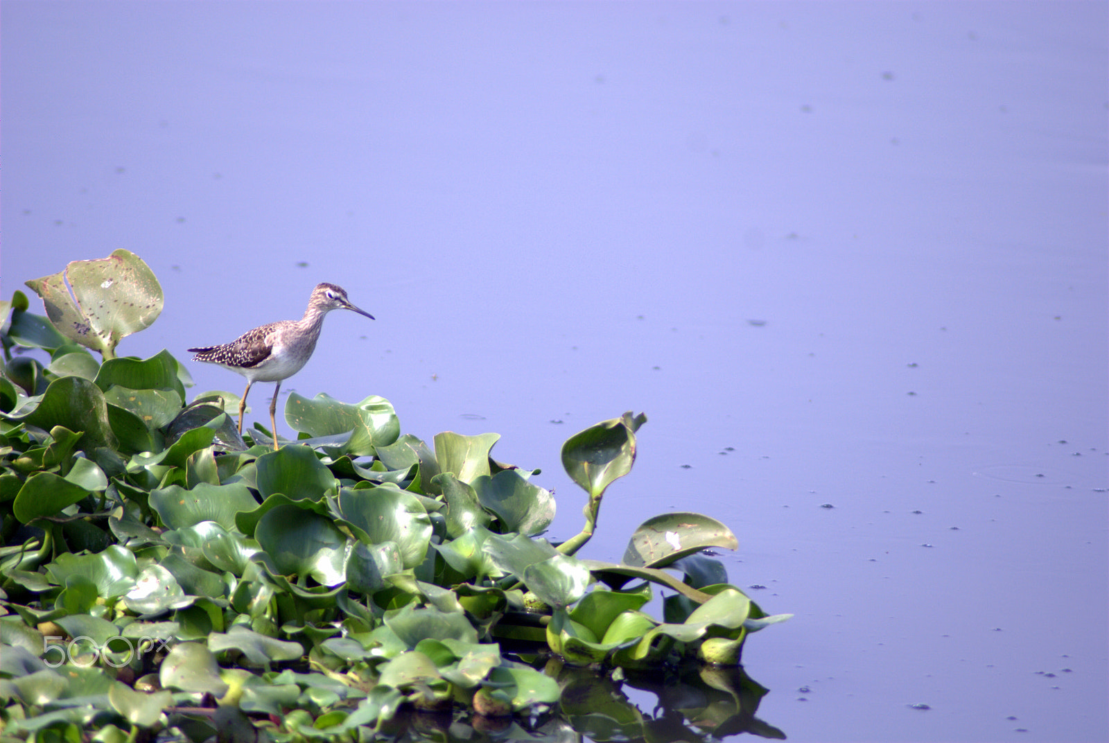 Nikon AF Nikkor 70-300mm F4-5.6G sample photo. Bird photography