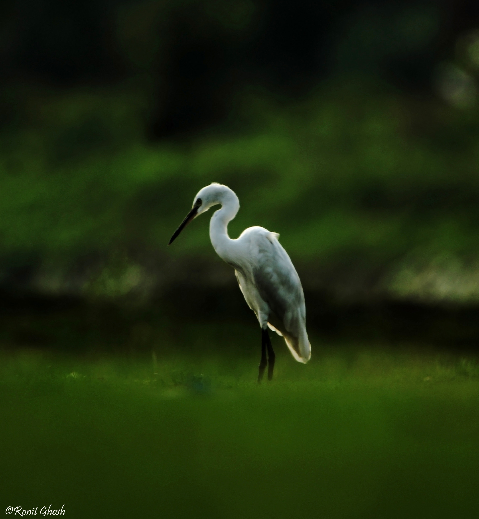 Tamron SP 150-600mm F5-6.3 Di VC USD sample photo. Creating a photo is nothing but painting with light. photography