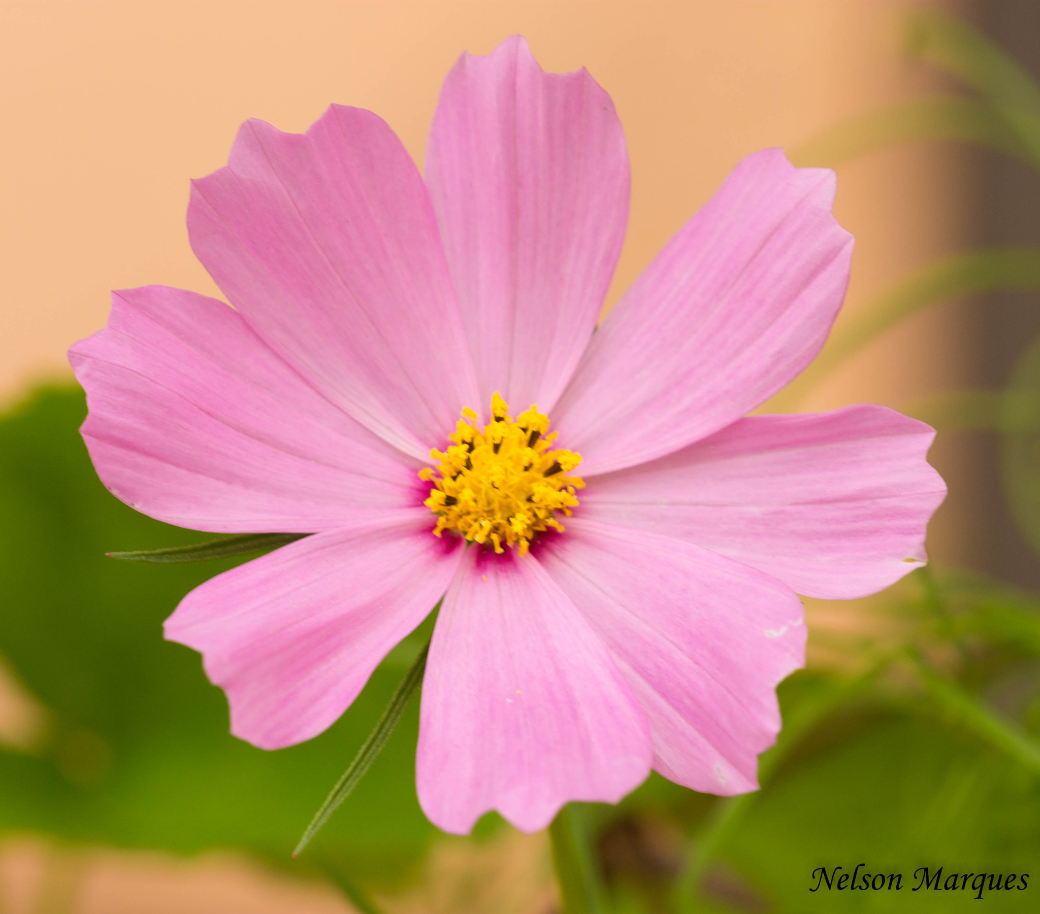 Canon EF 100mm F2.8 Macro USM sample photo. Img photography