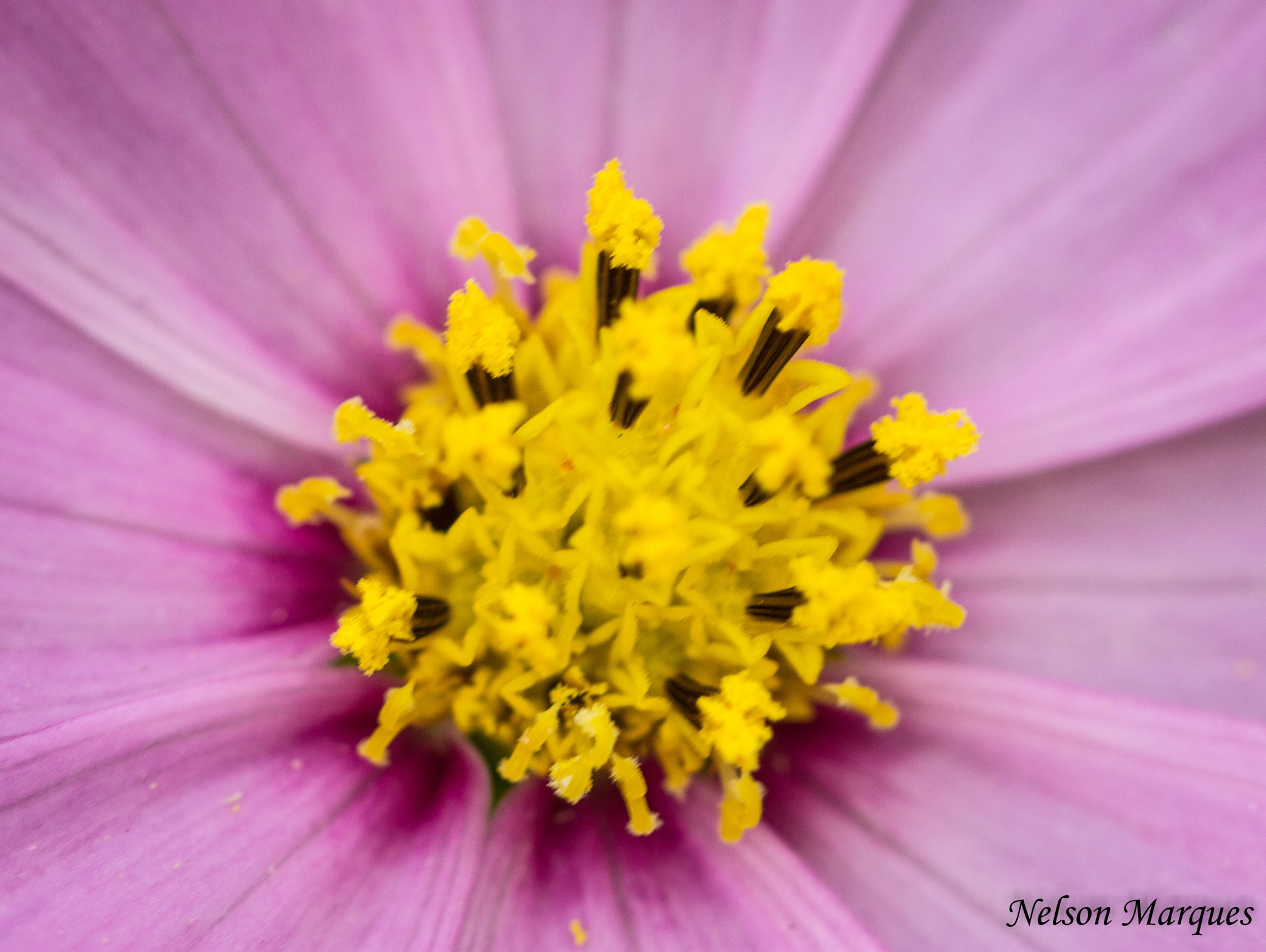 Canon EF 100mm F2.8 Macro USM sample photo. Img photography