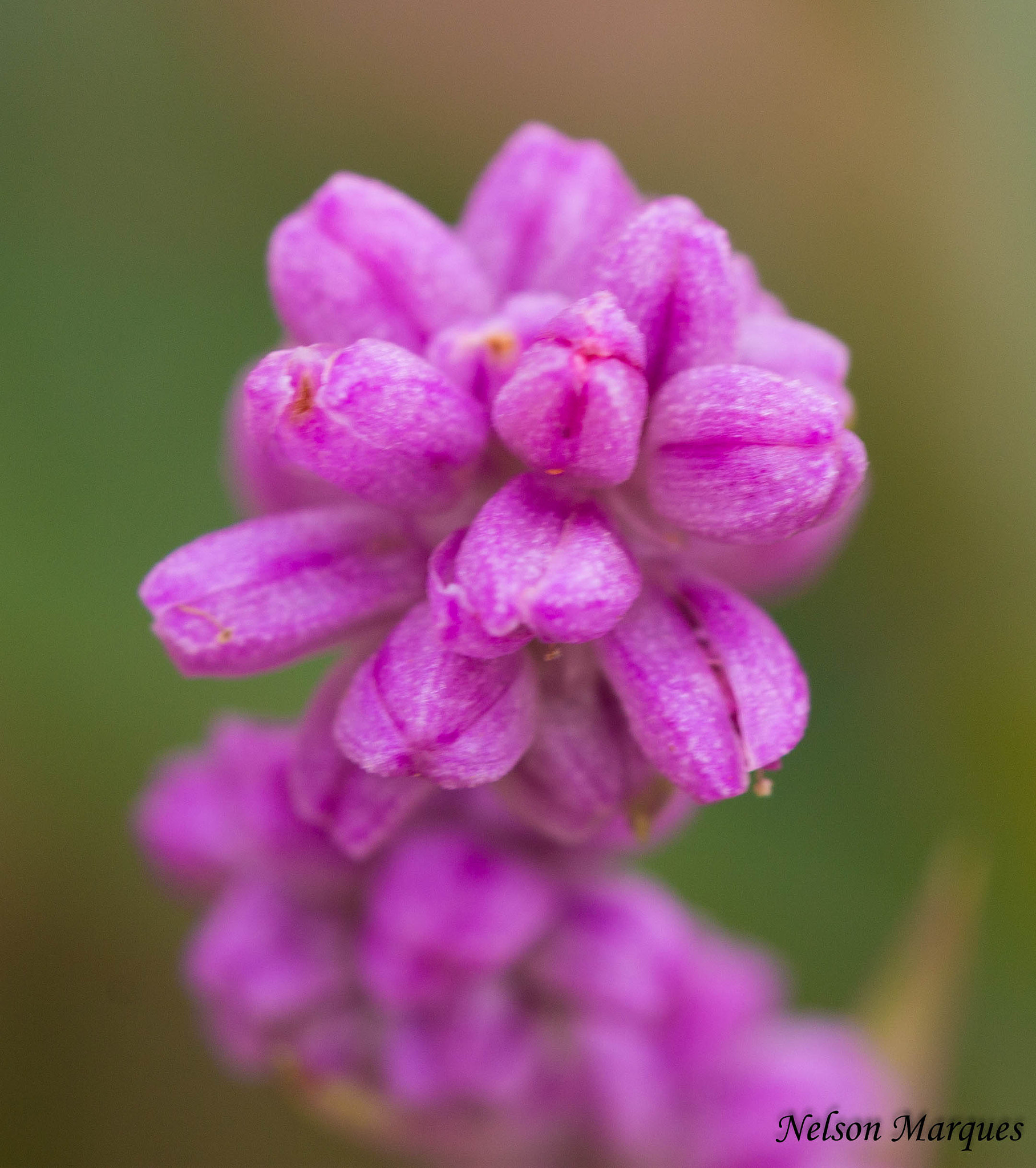 Canon EF 100mm F2.8 Macro USM sample photo. Img photography
