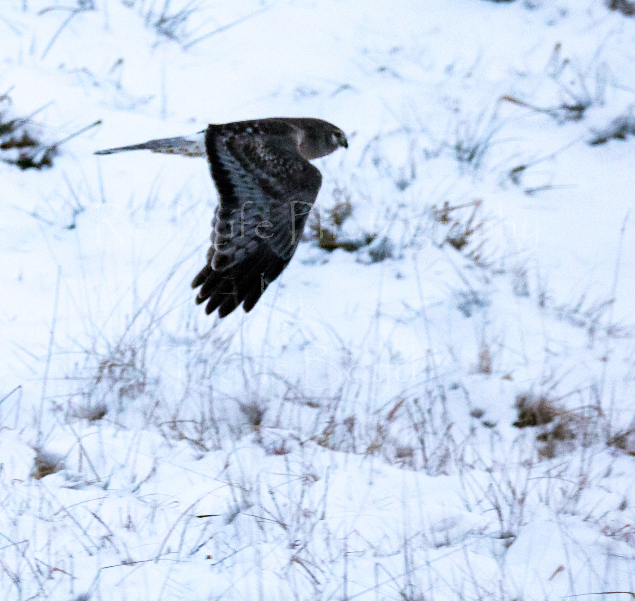 150-600mm F5-6.3 DG OS HSM | Sports 014 sample photo. Grey over white photography