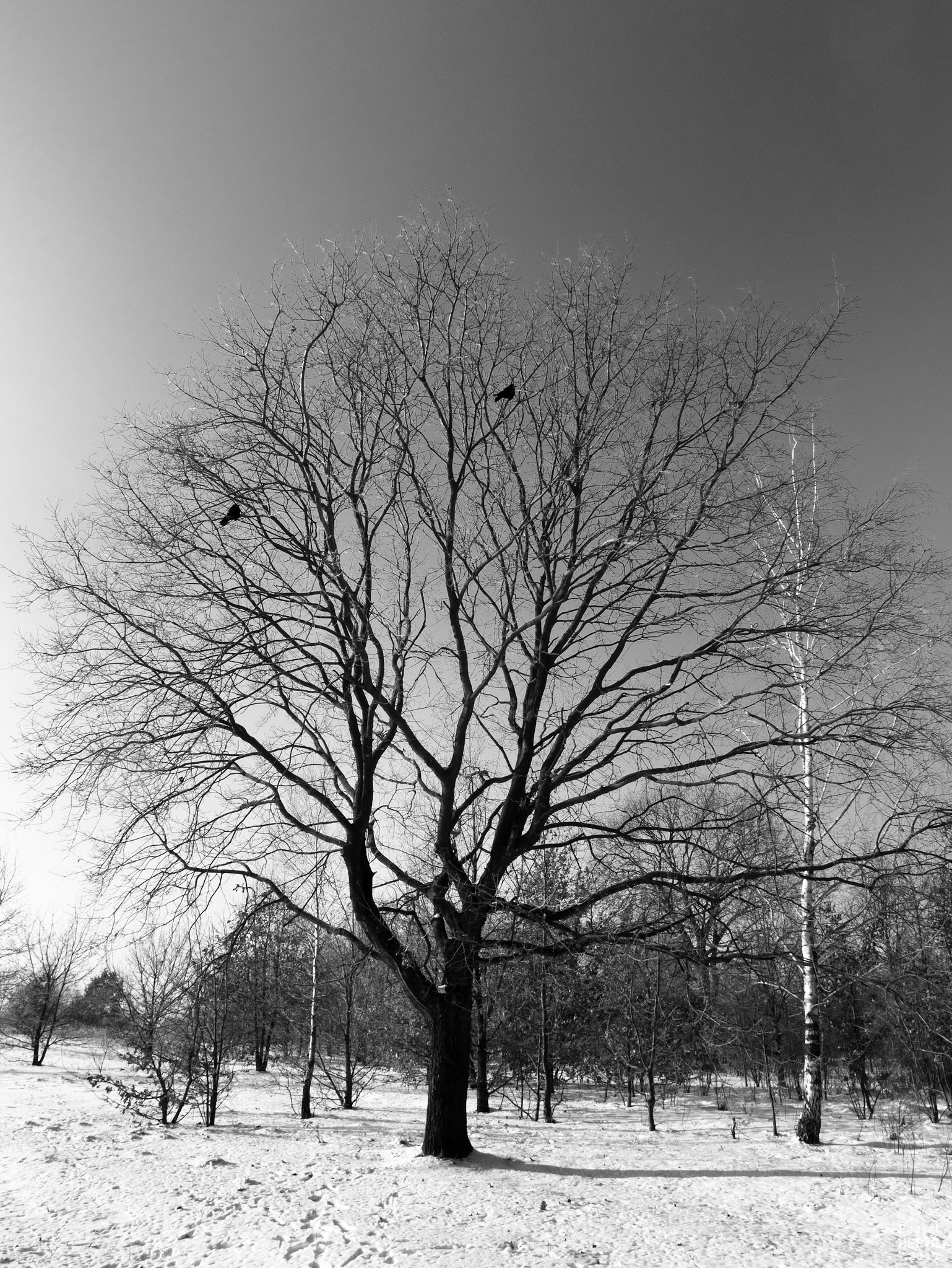 Panasonic Lumix DMC-GX85 (Lumix DMC-GX80 / Lumix DMC-GX7 Mark II) sample photo. Neige 1 photography