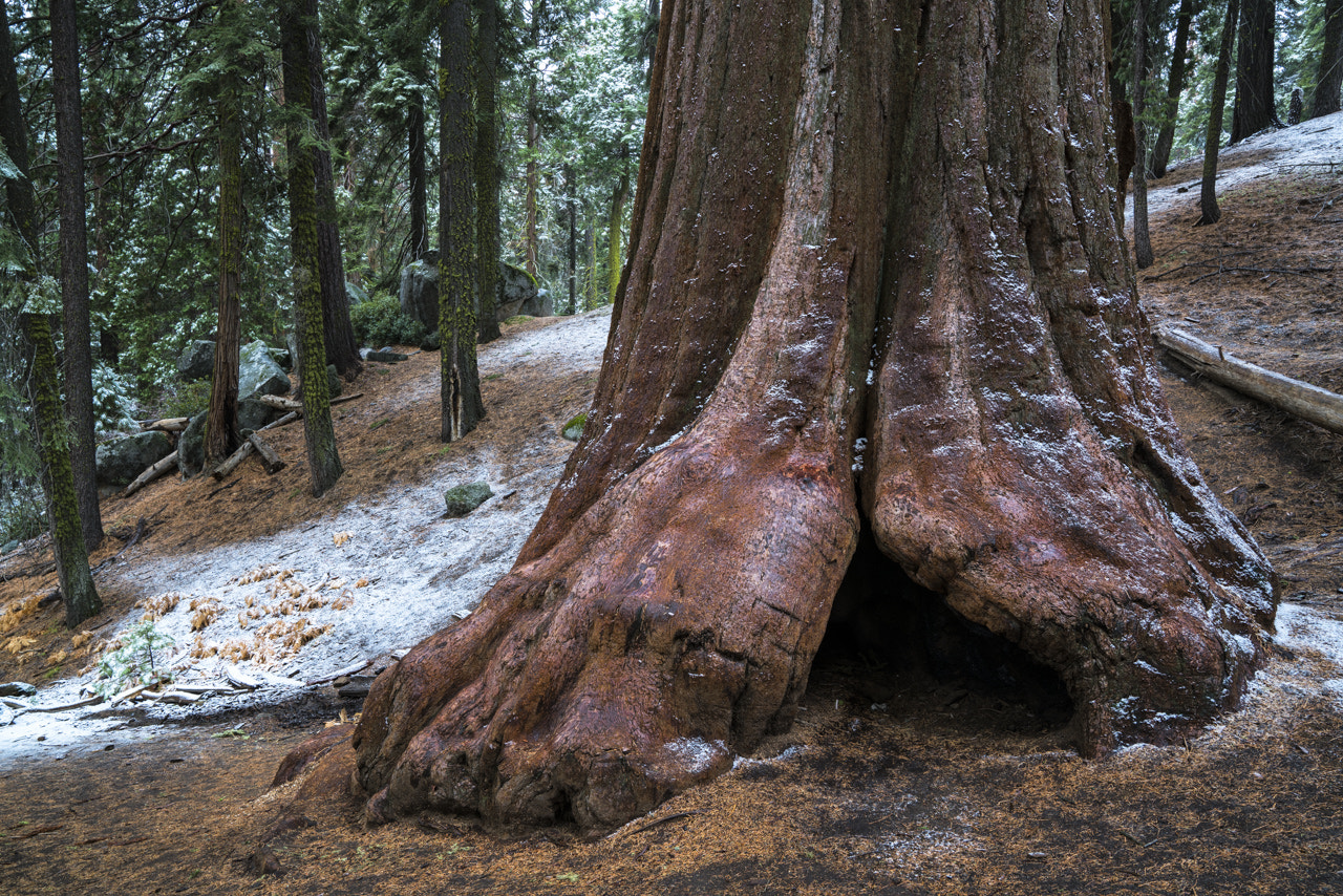 Sony FE 24-70mm F2.8 GM sample photo. Redwood dusting photography