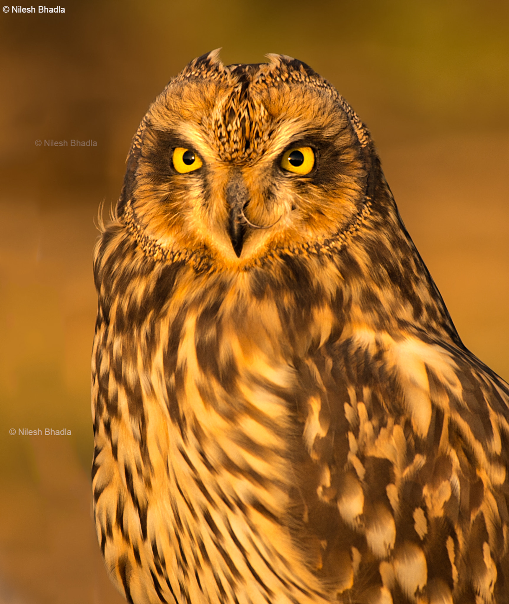 Nikon AF-S Nikkor 200-500mm F5.6E ED VR sample photo. Short-eared owl photography