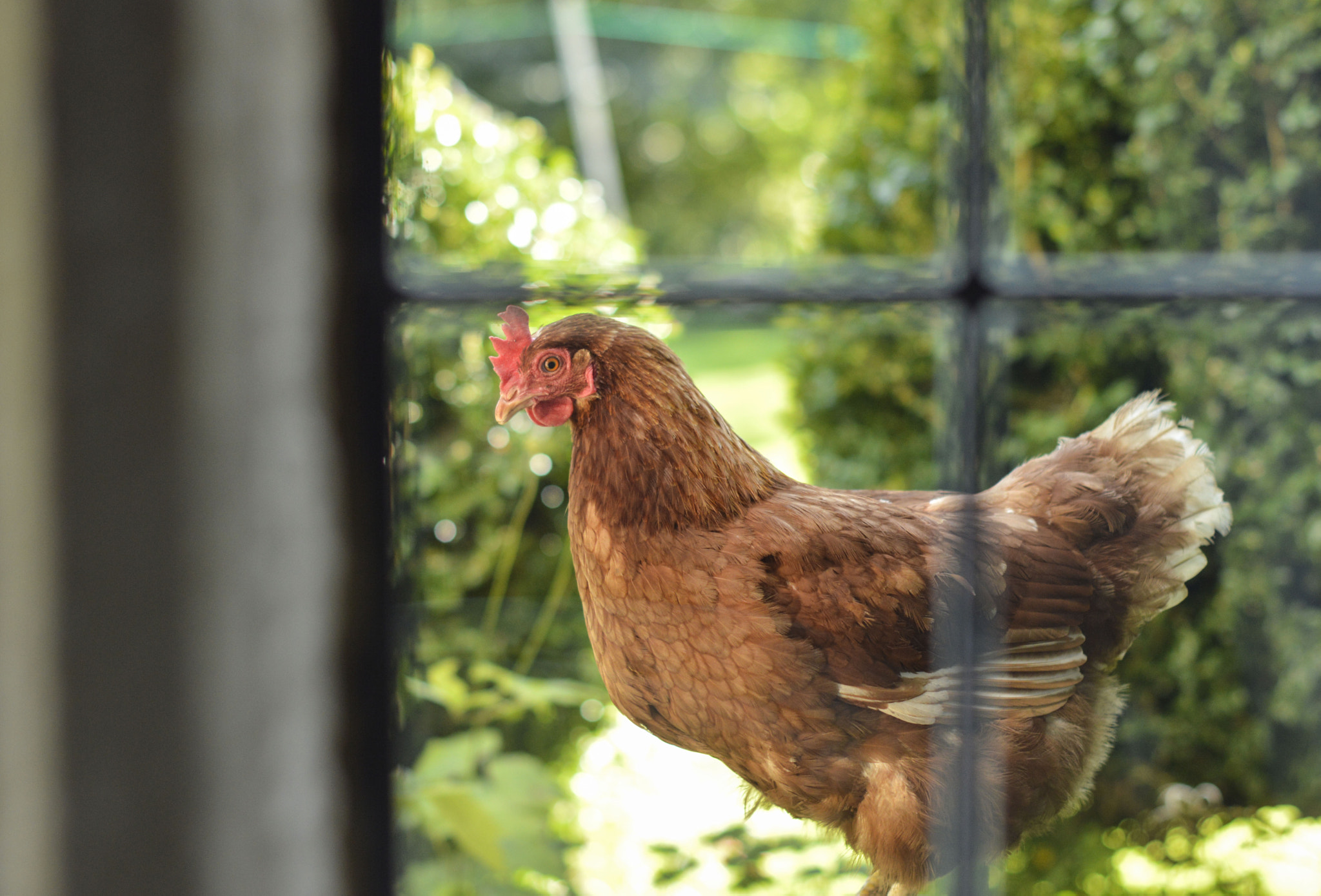 Nikon D3200 + Nikon AF-S Nikkor 50mm F1.4G sample photo. Chicken in the window photography